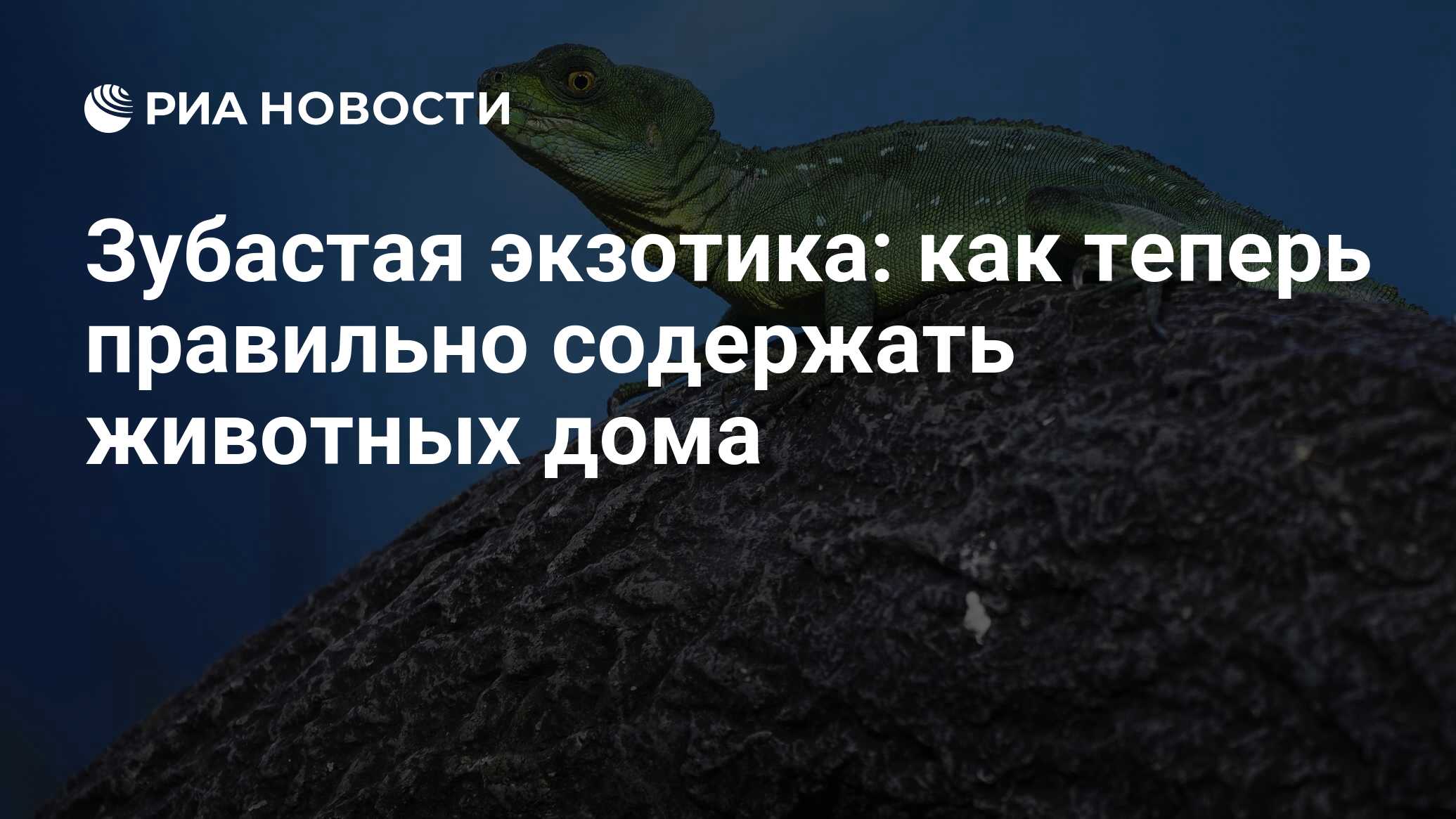 Зубастая экзотика: как теперь правильно содержать животных дома - РИА  Новости, 19.02.2020