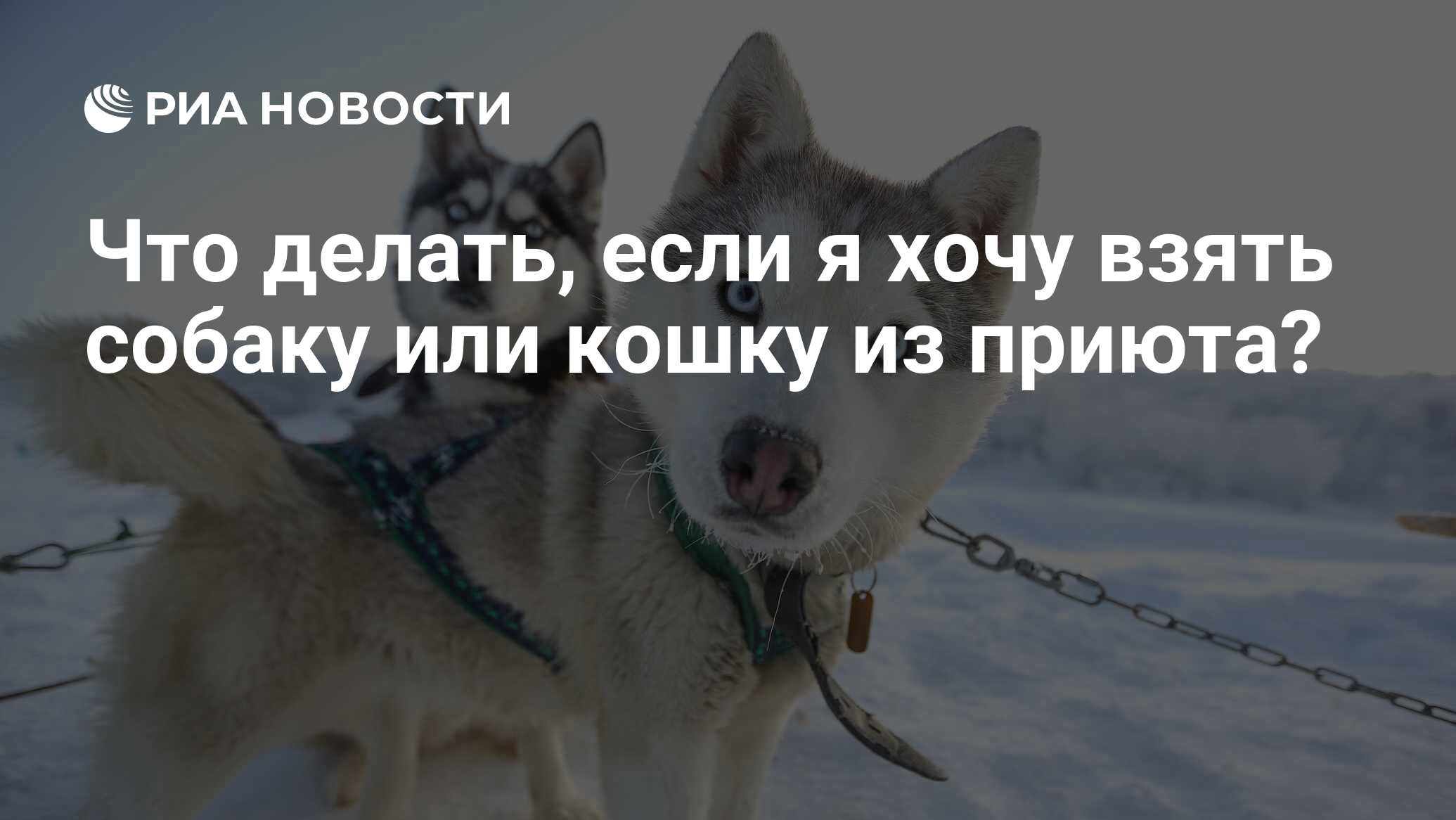 Что делать, если я хочу взять собаку или кошку из приюта? - РИА Новости,  03.03.2020