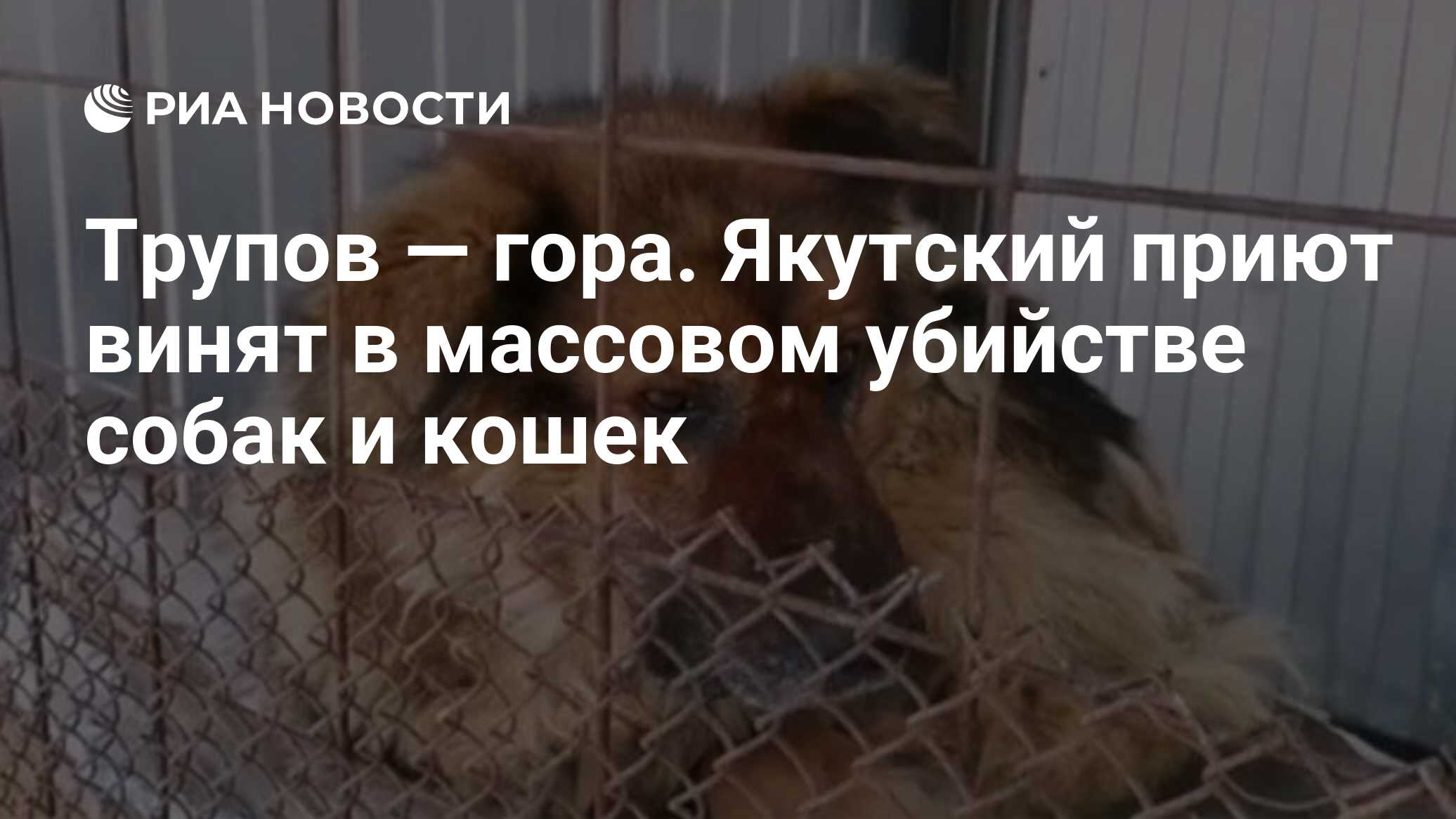 Трупов — гора. Якутский приют винят в массовом убийстве собак и кошек - РИА  Новости, 12.03.2020