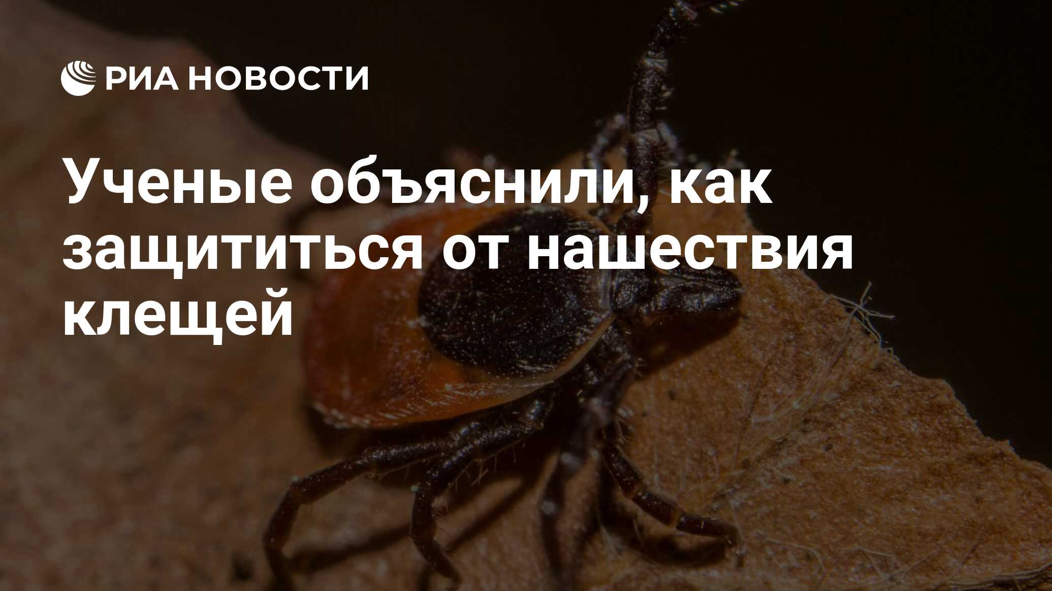 Ученые объяснили, как защититься от нашествия клещей - РИА Новости,  03.08.2022