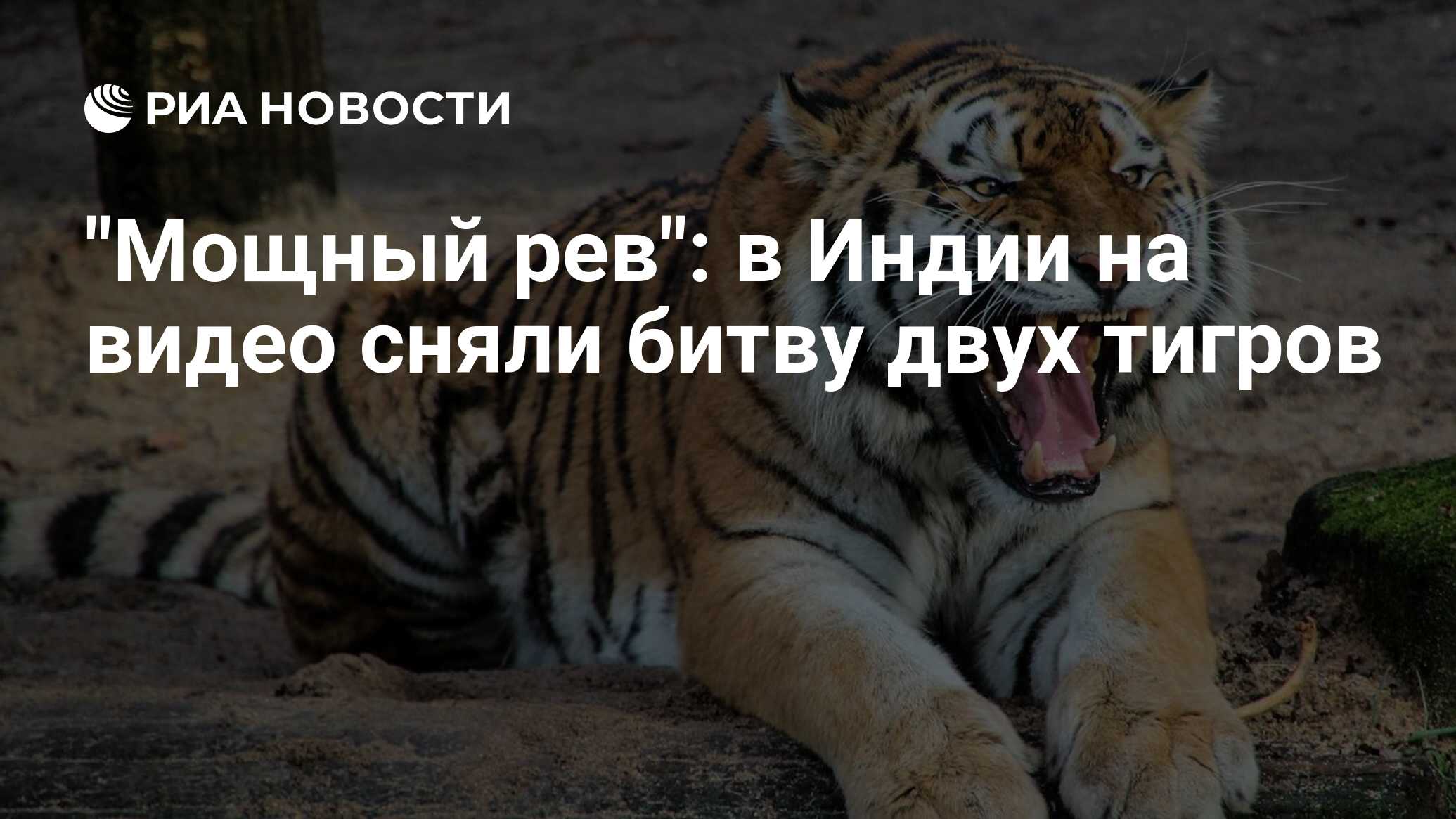 В крыму сбежал тигр. Сонник тигр преследует. Тигр схватил человека Индия. Тигр вцепился в машину. Как тигр схватил овечку.