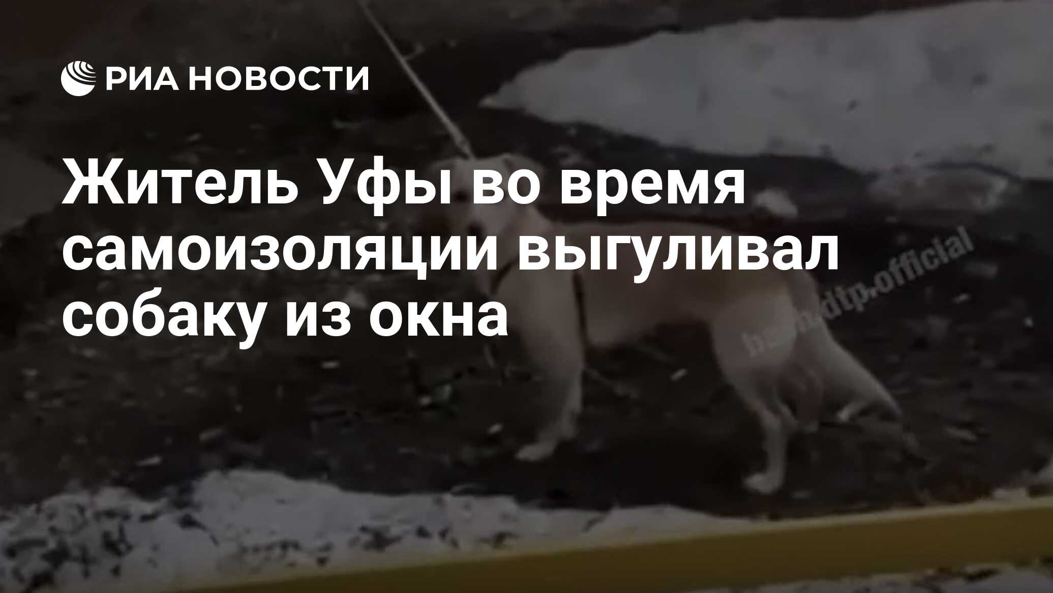 Житель Уфы во время самоизоляции выгуливал собаку из окна - РИА Новости,  03.04.2020