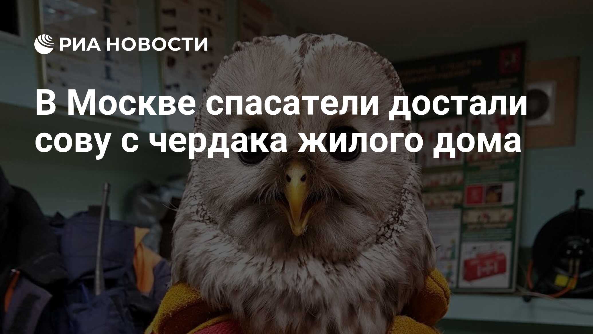 В Москве спасатели достали сову с чердака жилого дома - РИА Новости,  04.04.2020