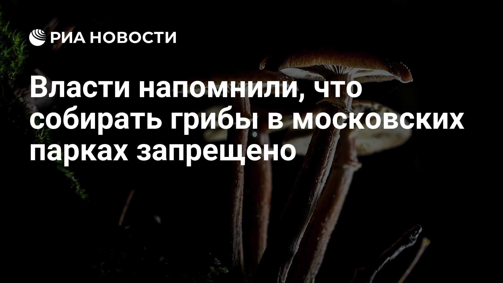 Власти напомнили, что собирать грибы в московских парках запрещено - РИА  Новости, 08.04.2020