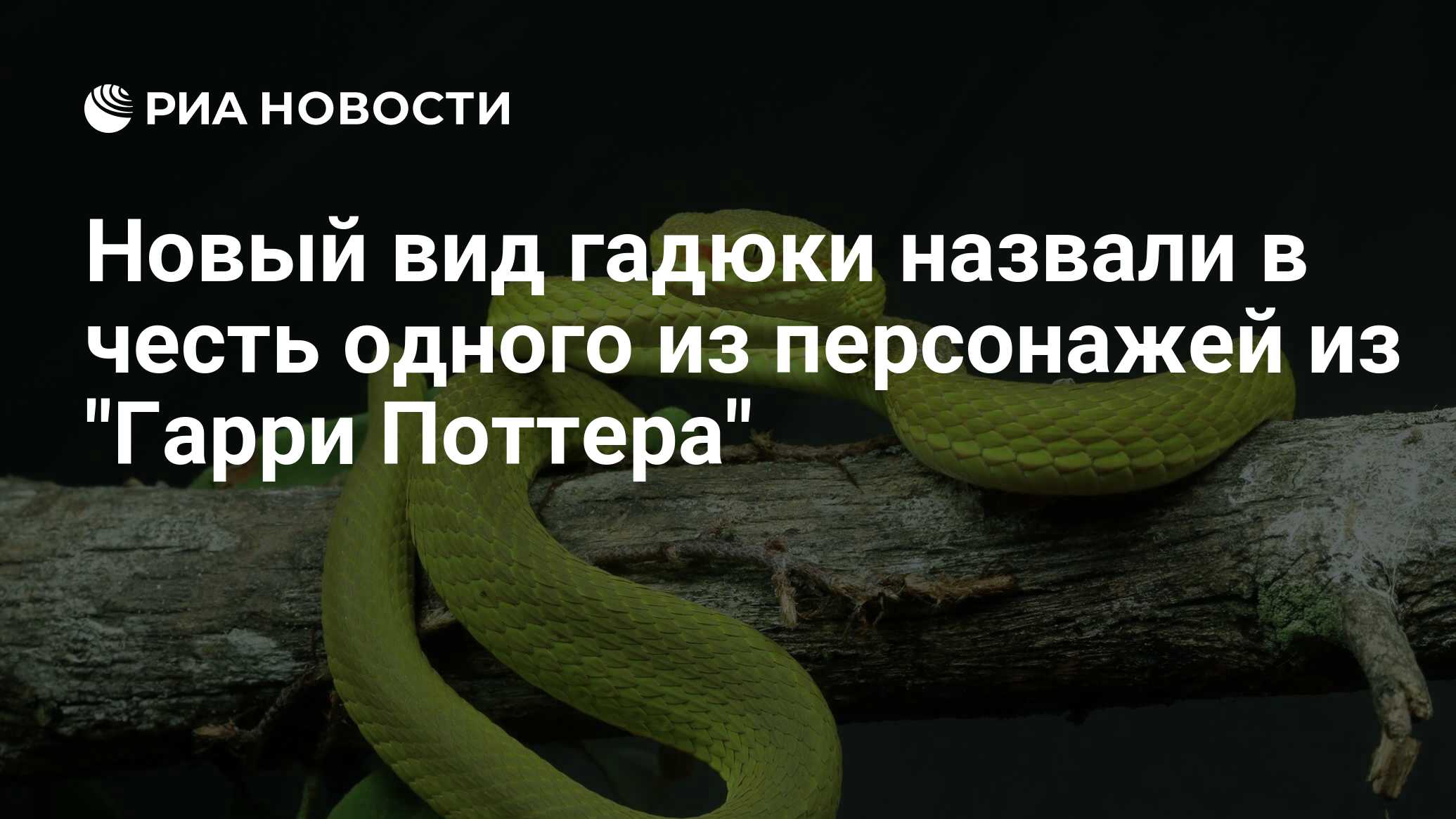 Интересные факты о гадюке
