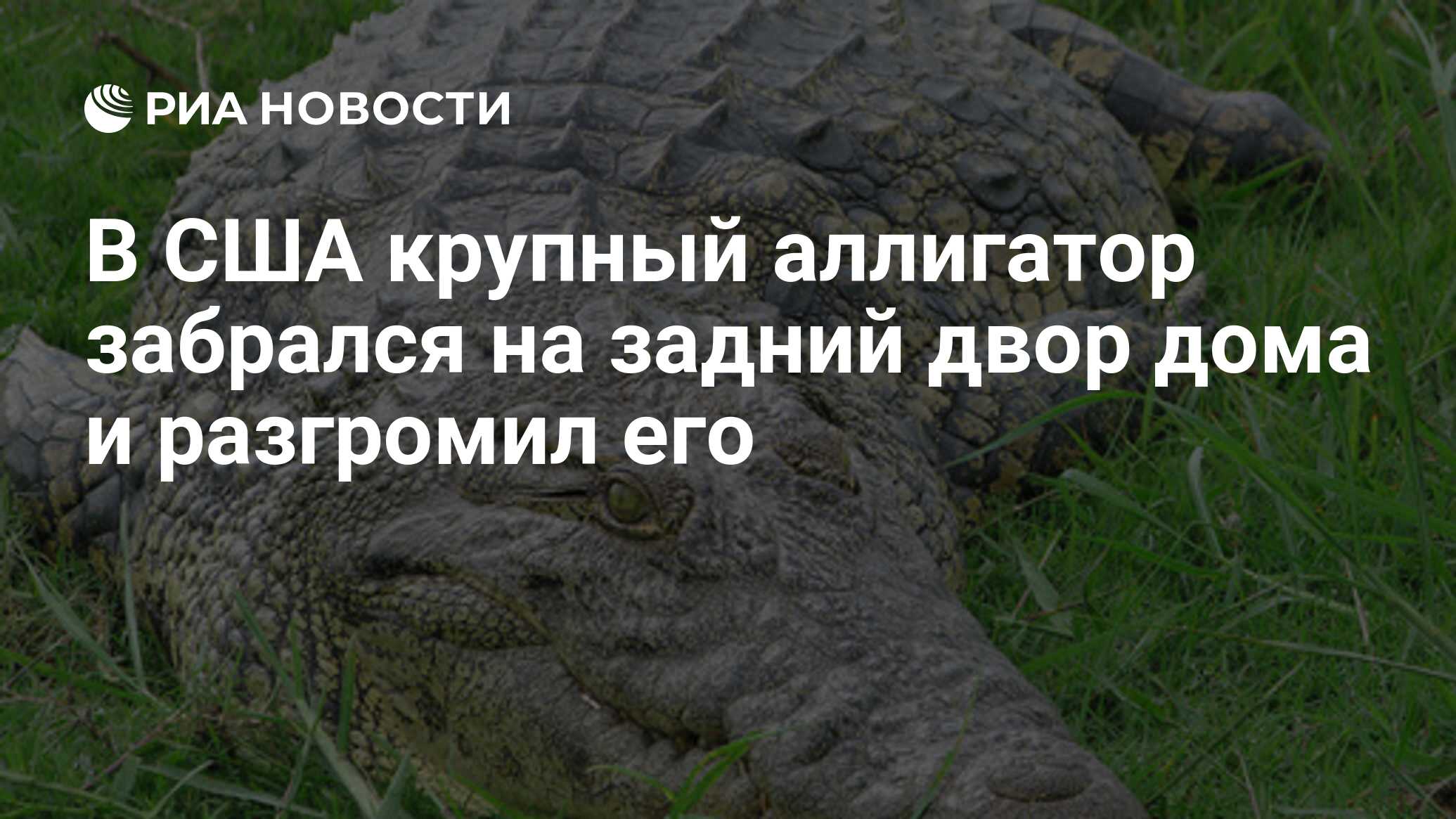 В США крупный аллигатор забрался на задний двор дома и разгромил его - РИА  Новости, 26.04.2020