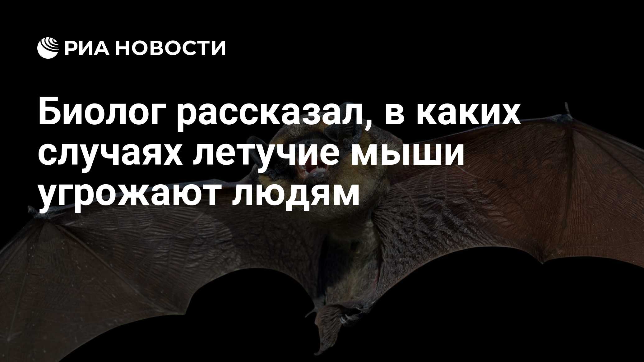 Биолог рассказал, в каких случаях летучие мыши угрожают людям - РИА  Новости, 28.04.2020