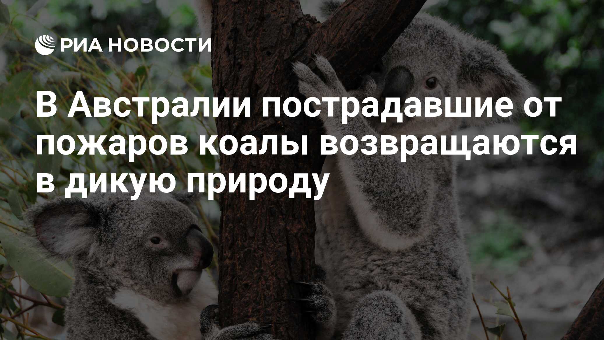 В Австралии пострадавшие от пожаров коалы возвращаются в дикую природу -  РИА Новости, 06.05.2020