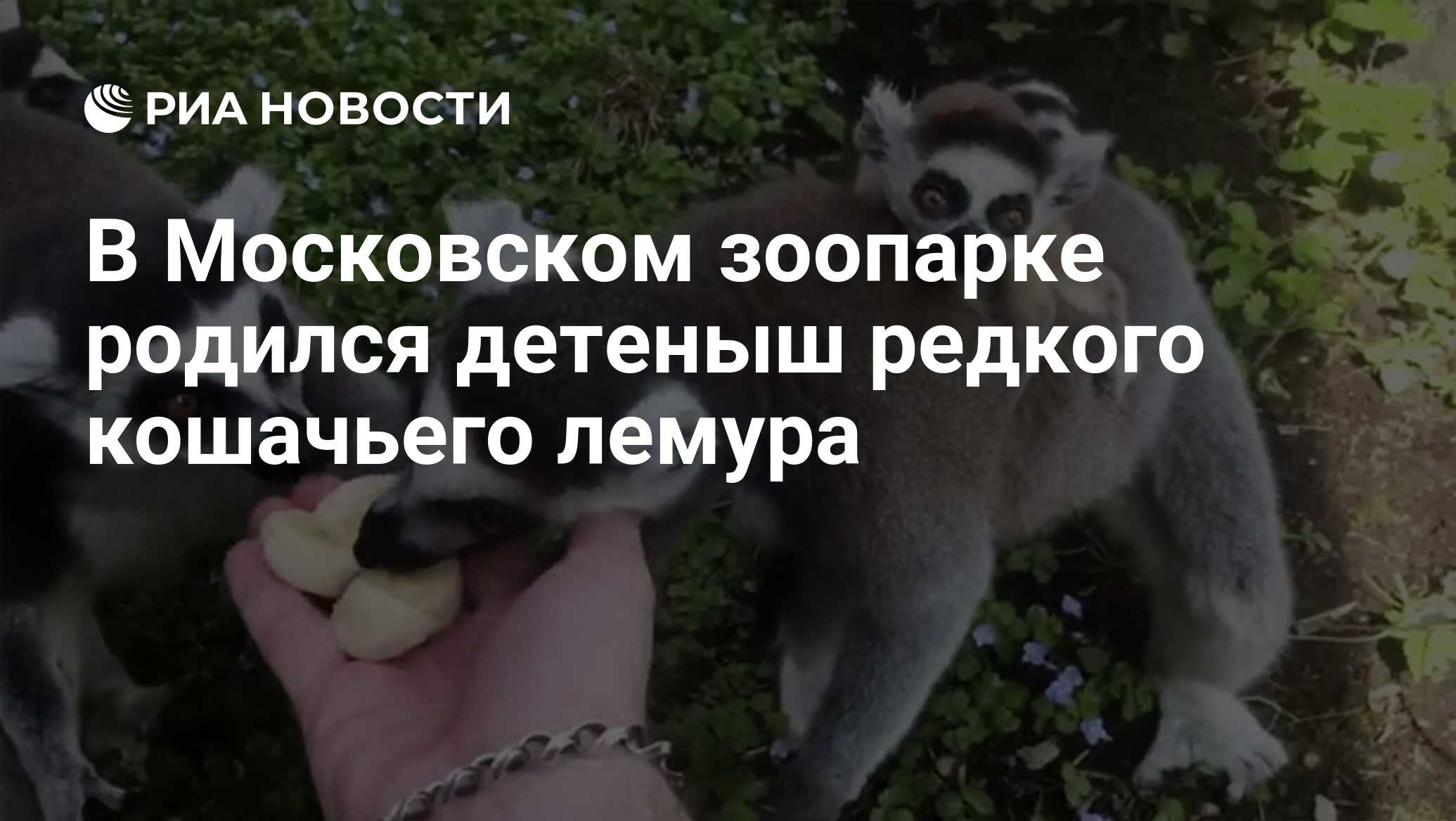 В Московском зоопарке родился детеныш редкого кошачьего лемура - РИА  Новости, 07.05.2020