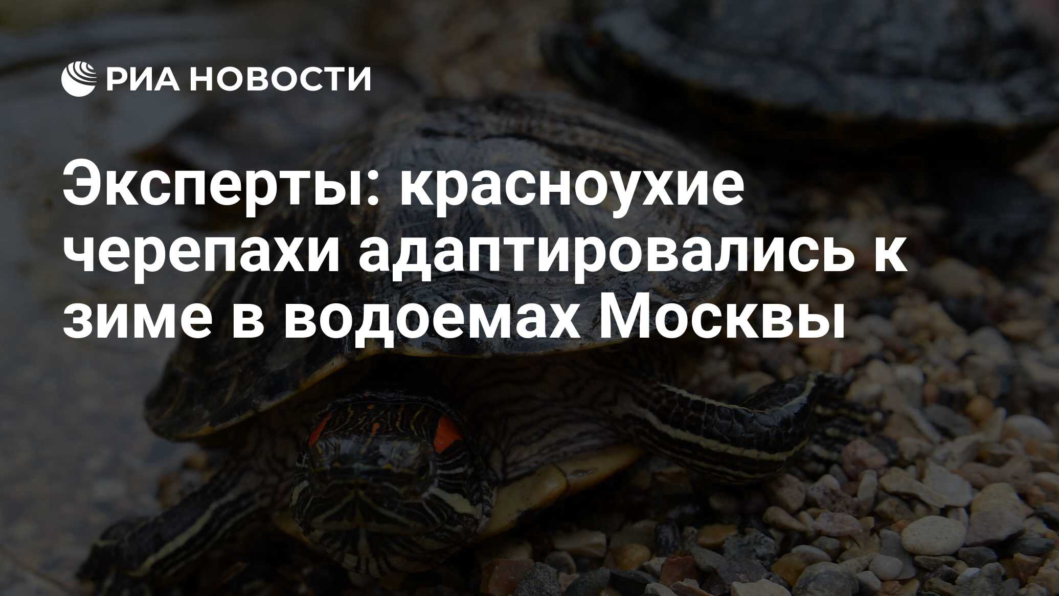 Эксперты: красноухие черепахи адаптировались к зиме в водоемах Москвы - РИА  Новости, 08.05.2020