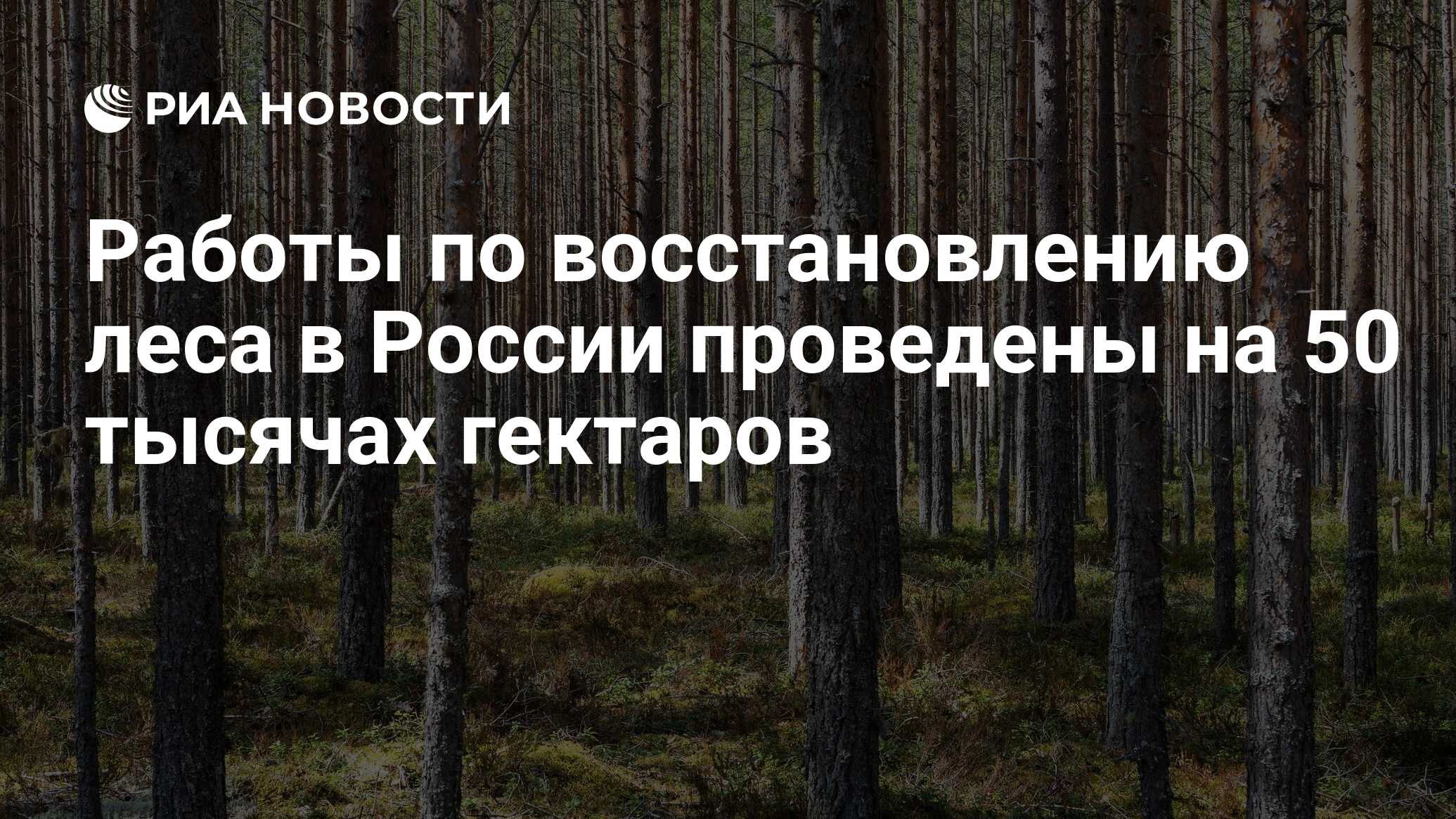 Работы по восстановлению леса в России проведены на 50 тысячах гектаров -  РИА Новости, 09.05.2020