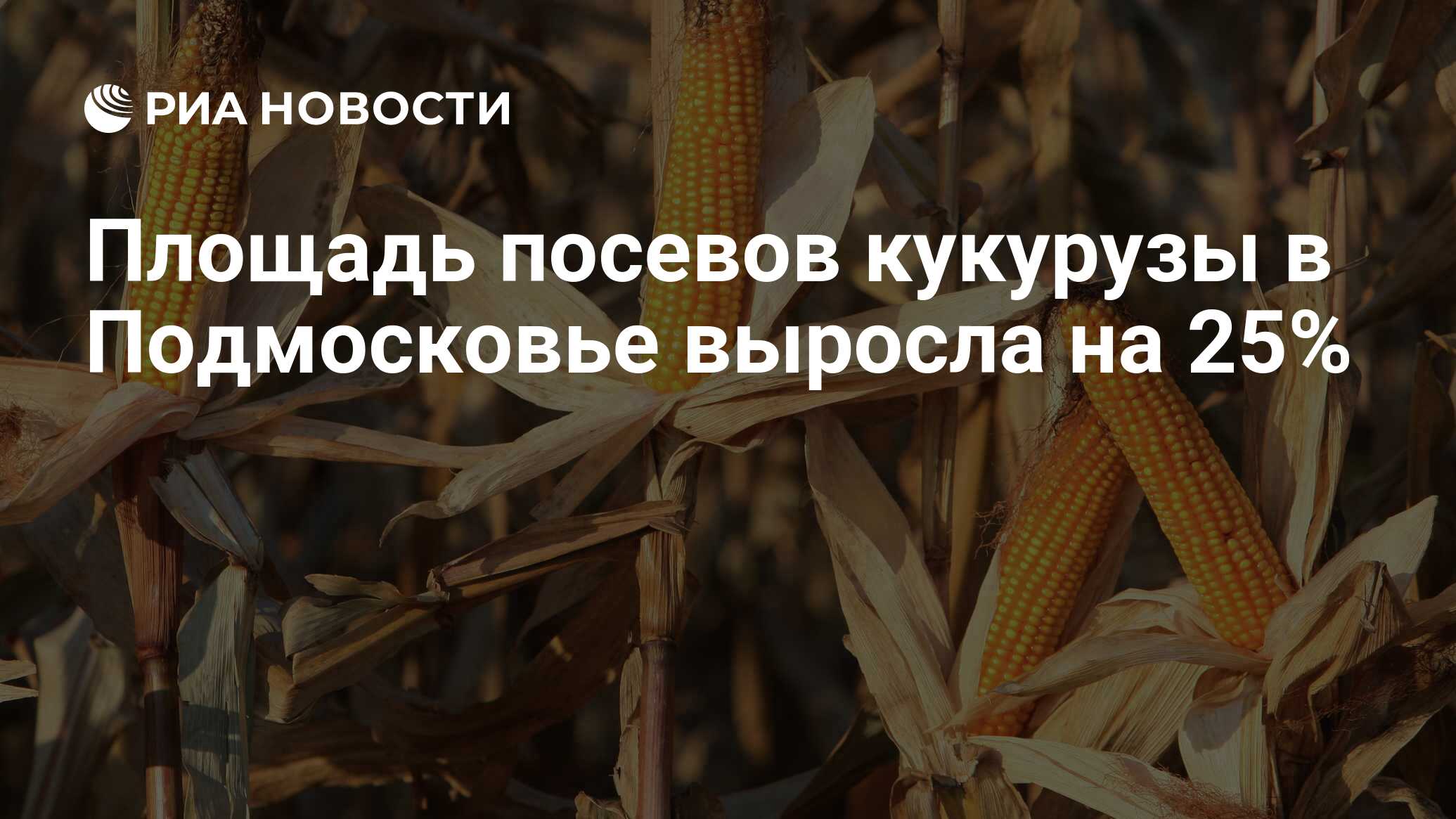 Площадь посева кукурузы