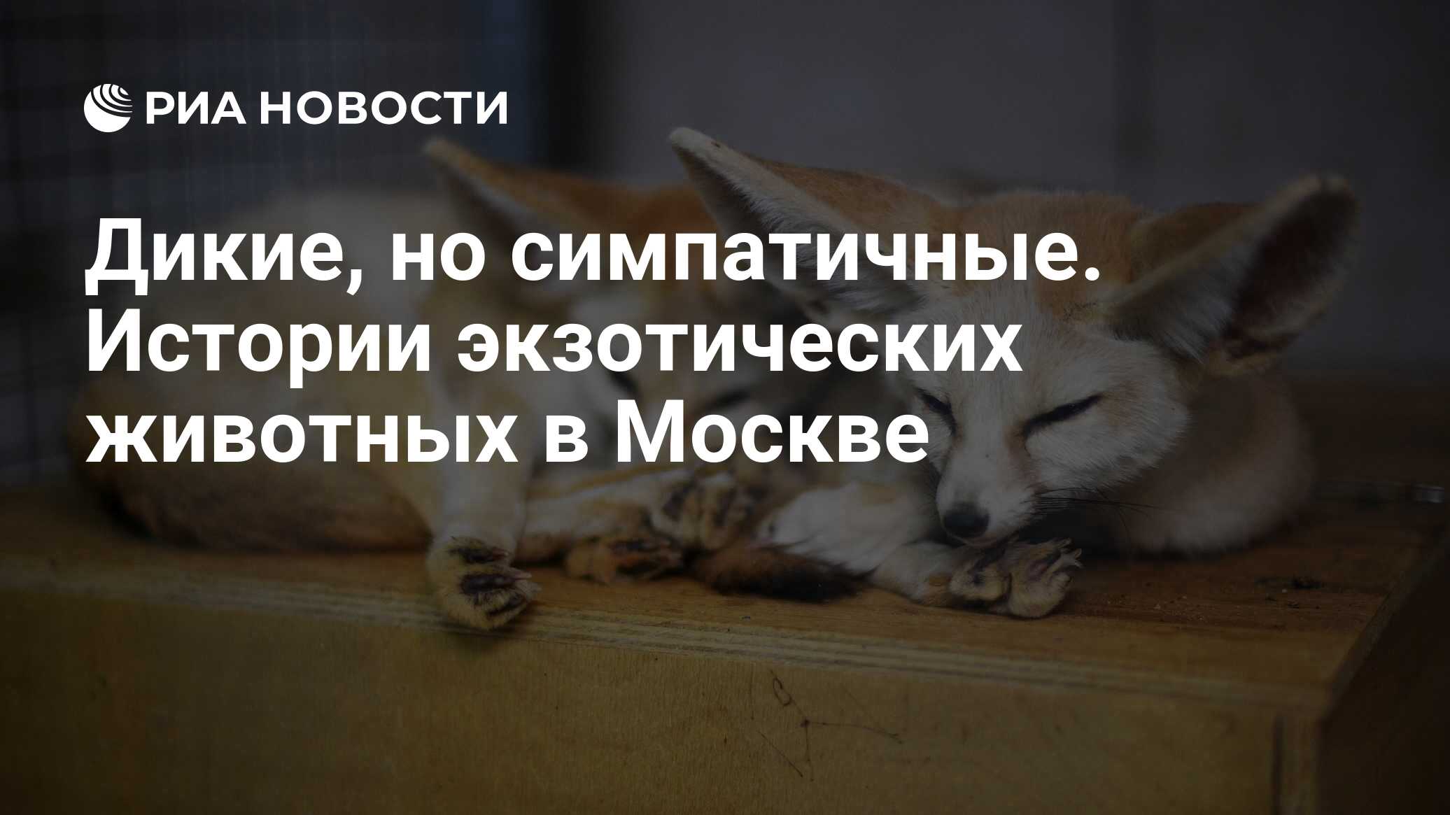 Дикие, но симпатичные. Истории экзотических животных в Москве - РИА  Новости, 20.05.2020