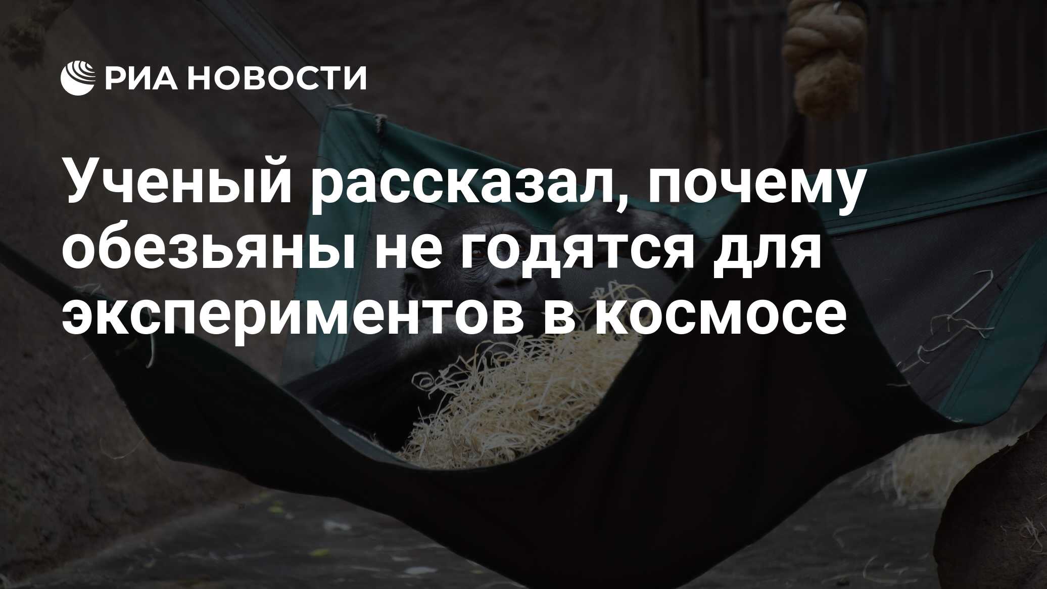 Ученый рассказал, почему обезьяны не годятся для экспериментов в космосе -  РИА Новости, 25.05.2020