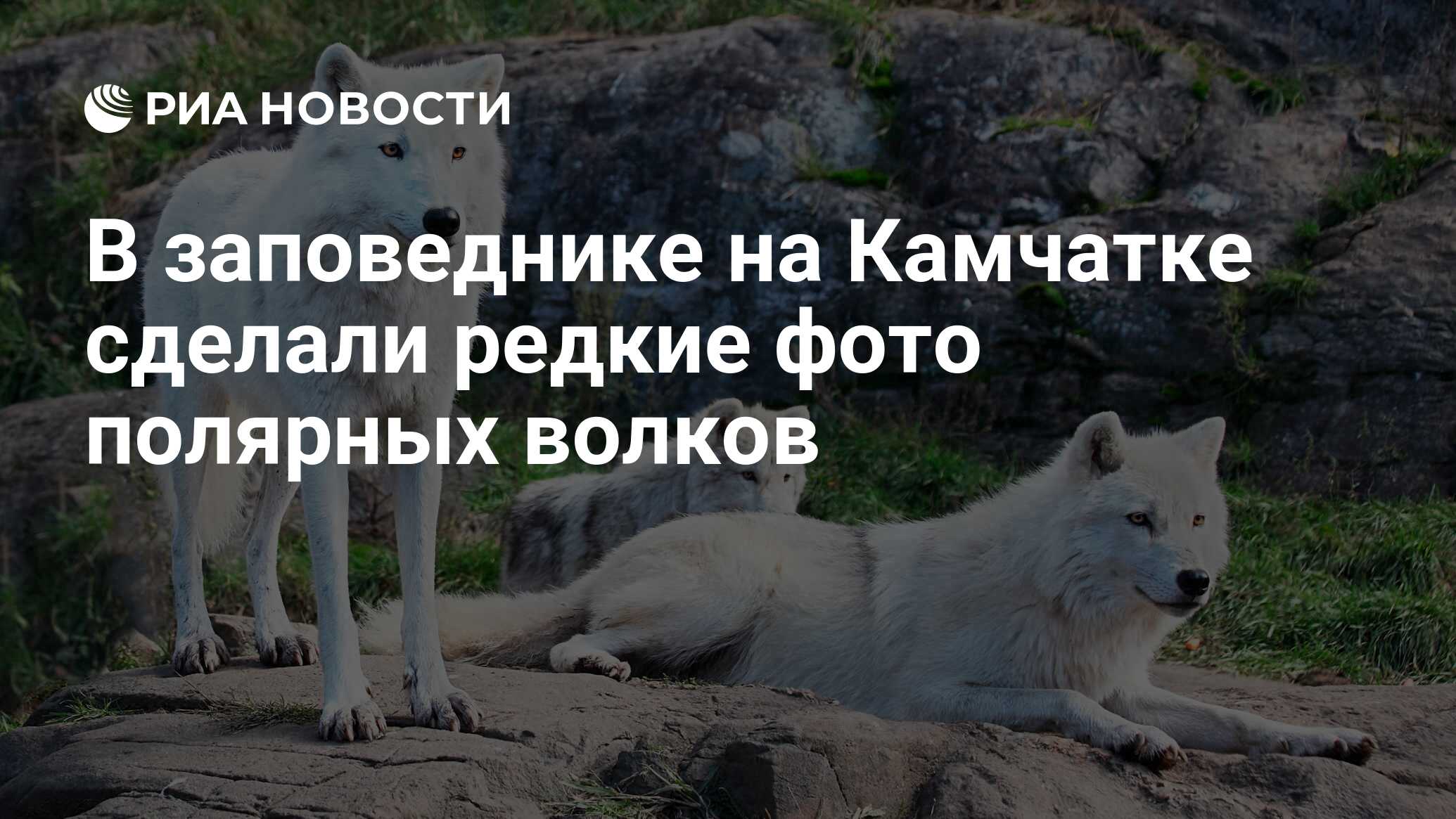 В заповеднике на Камчатке сделали редкие фото полярных волков - РИА  Новости, 26.05.2020