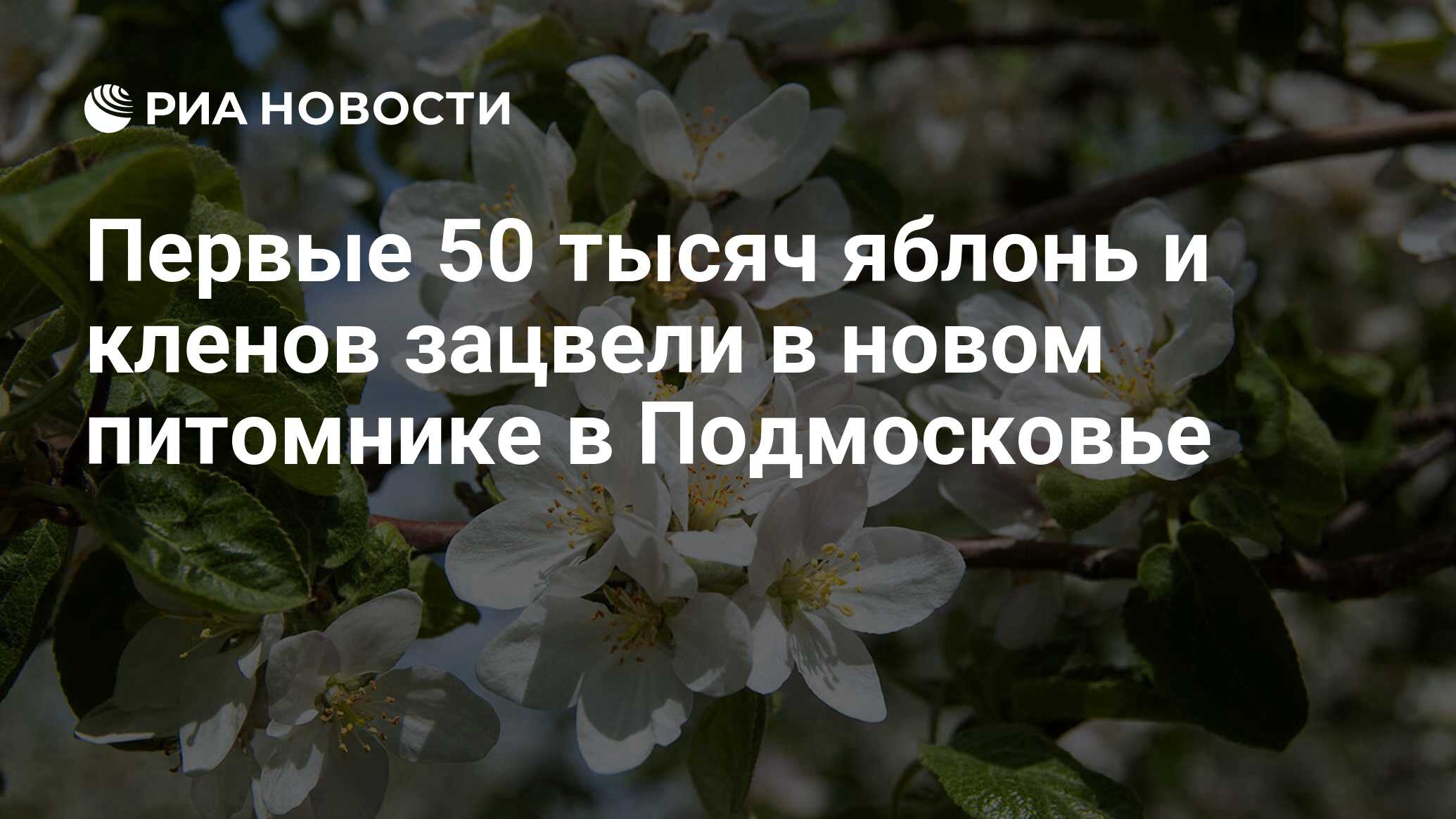 Первые 50 тысяч яблонь и кленов зацвели в новом питомнике в Подмосковье -  РИА Новости, 16.06.2021