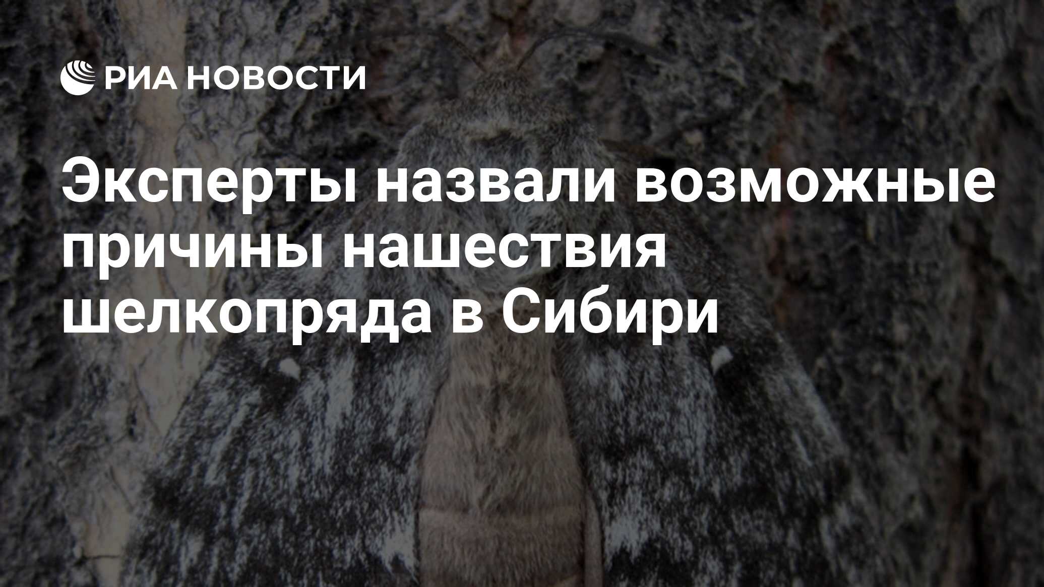 Эксперты назвали возможные причины нашествия шелкопряда в Сибири - РИА  Новости, 06.06.2020