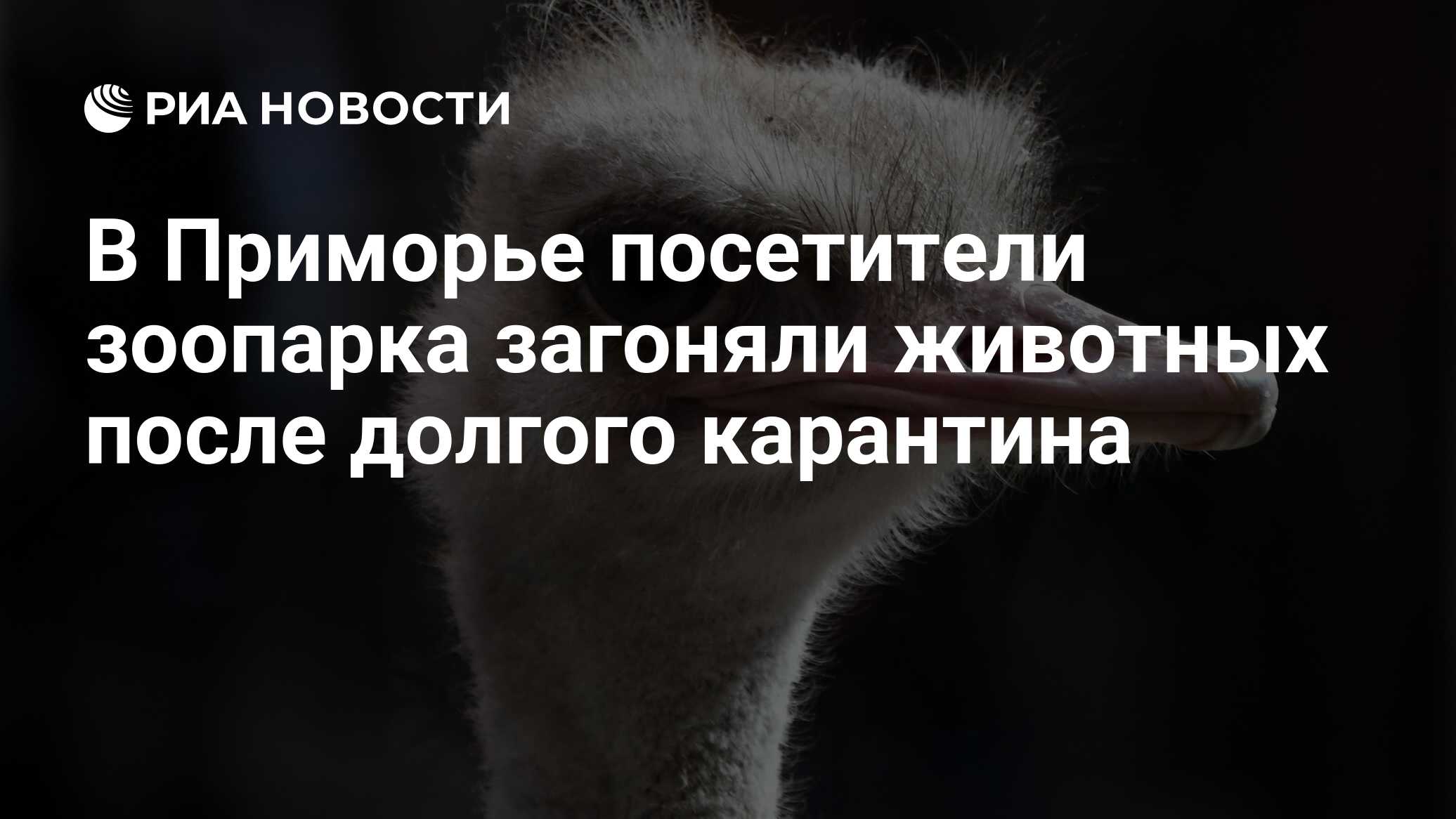 Уважаемые посетители зоопарка. Уважаемые посетители зоопарка. Не кормить бродячих собак объявление. Животных не кормить табличка. Таблички в зоопарке.