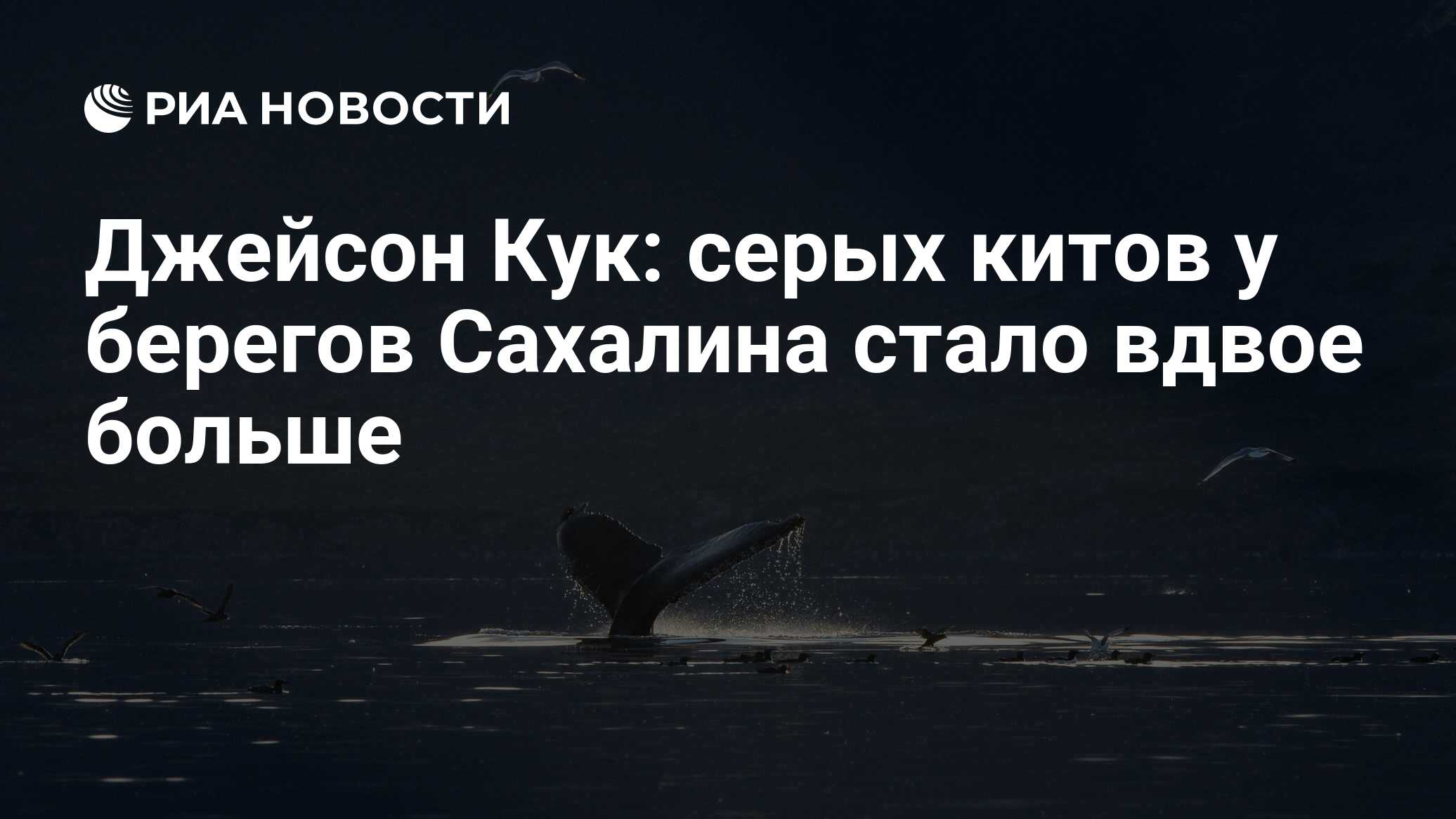 Джейсон Кук: серых китов у берегов Сахалина стало вдвое больше - РИА  Новости, 08.06.2020