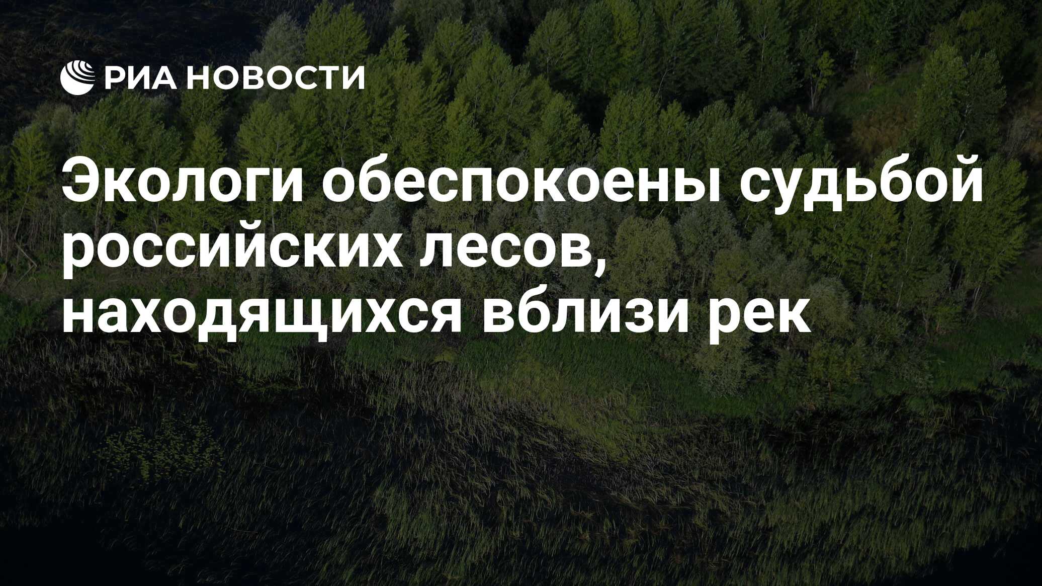 Лес расположенный вблизи большого. Спасём лес РФ Королев. Стихотворение про лесовосстановления леса. Региональный проект «сохранение лесов» в Кузбассе презентация. Гектар леса каждому россиянину чтобы орать.