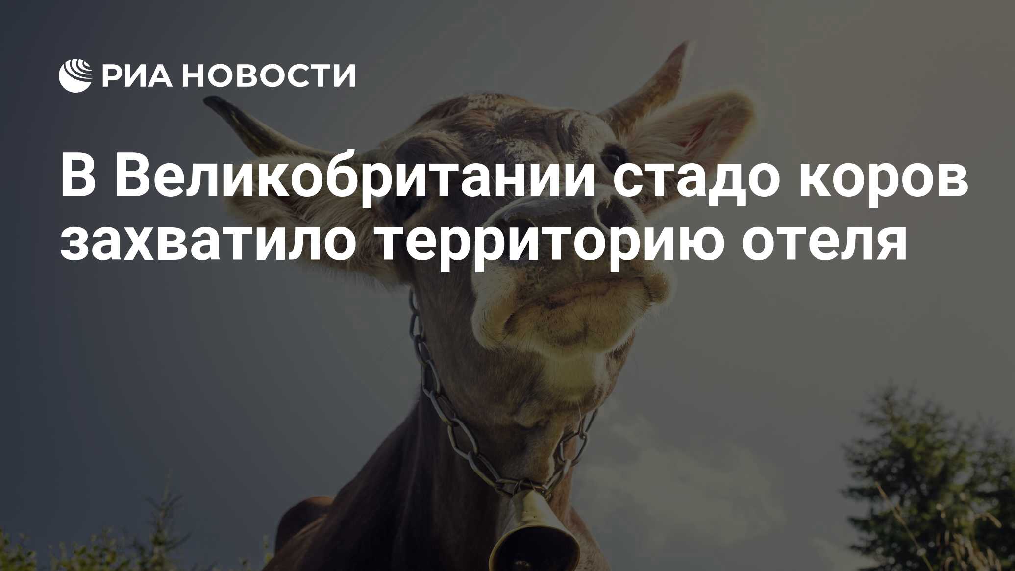 В Великобритании стадо коров захватило территорию отеля - РИА Новости,  19.06.2020