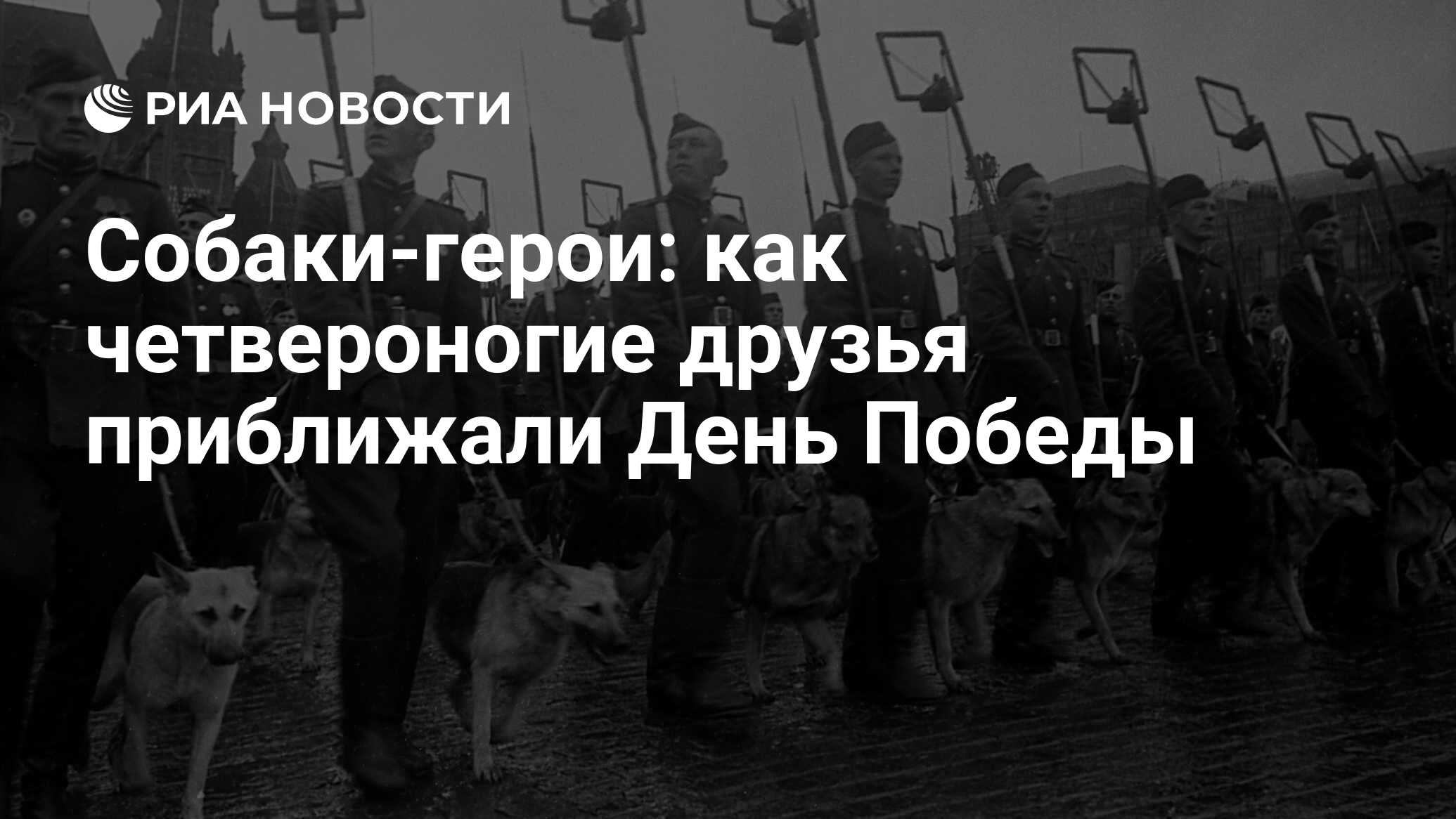 Собаки-герои: как четвероногие друзья приближали День Победы - РИА Новости,  24.06.2020