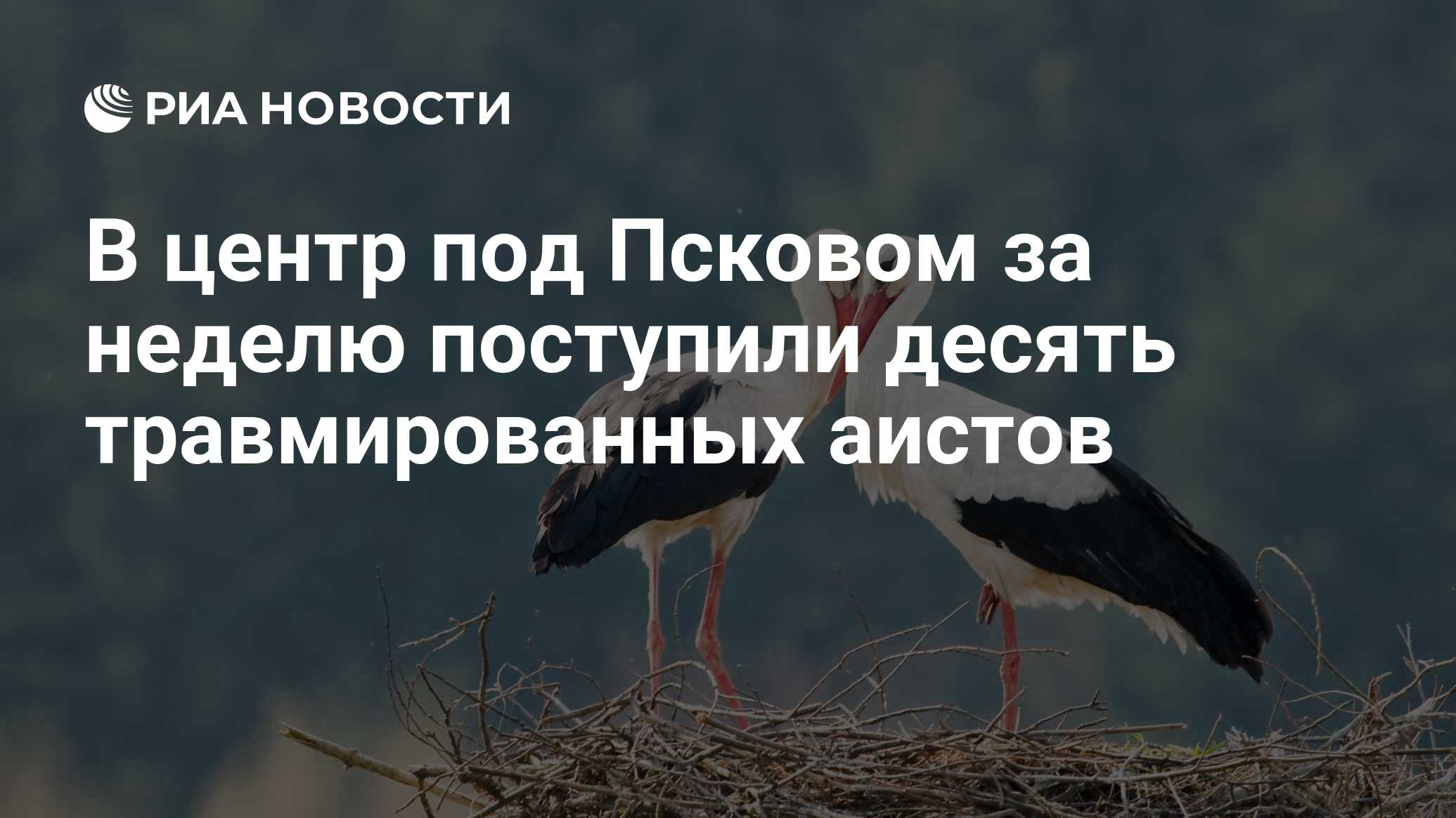 В центр под Псковом за неделю поступили десять травмированных аистов - РИА  Новости, 28.06.2020