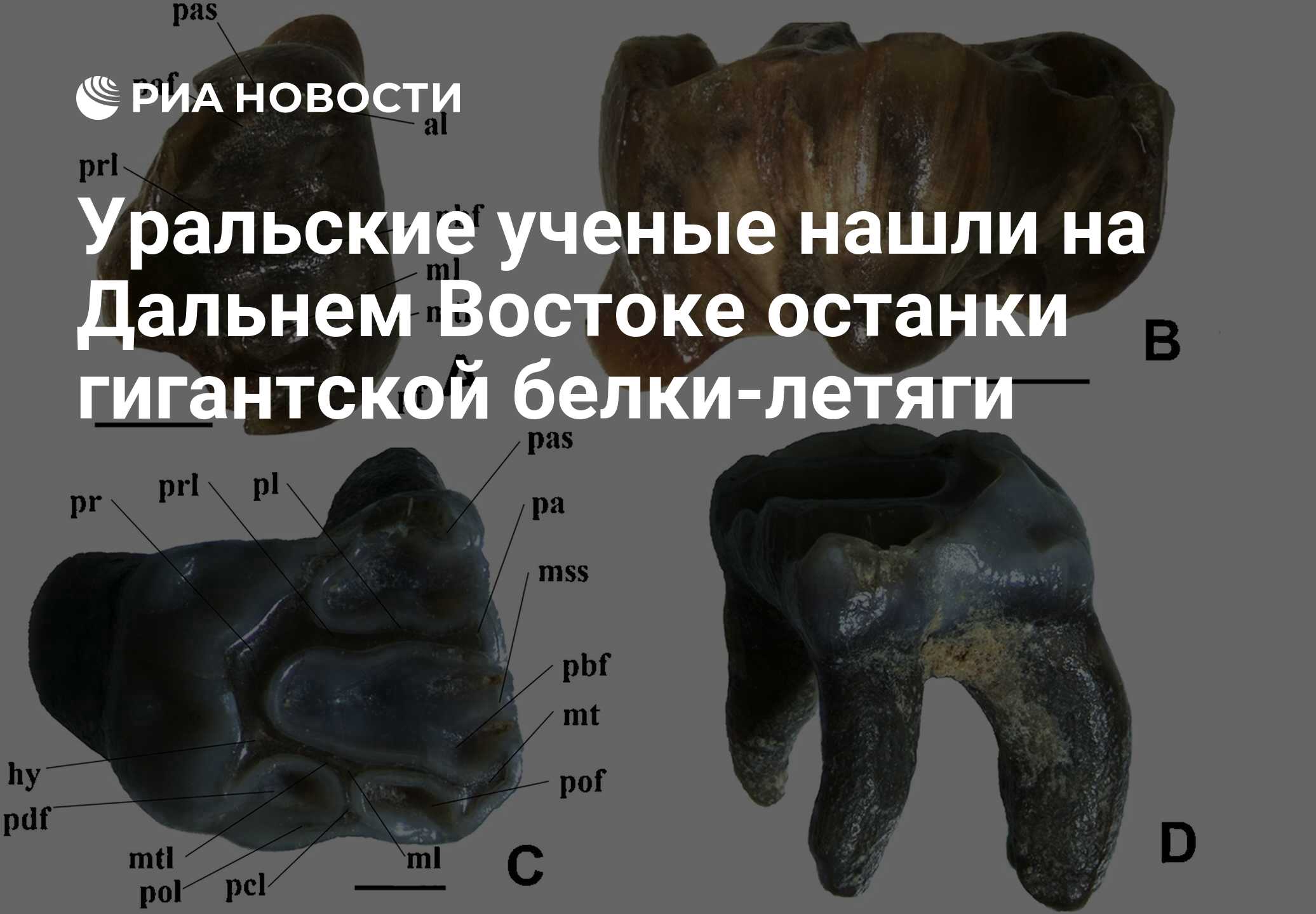 Уральские ученые нашли на Дальнем Востоке останки гигантской белки-летяги -  РИА Новости, 29.06.2020