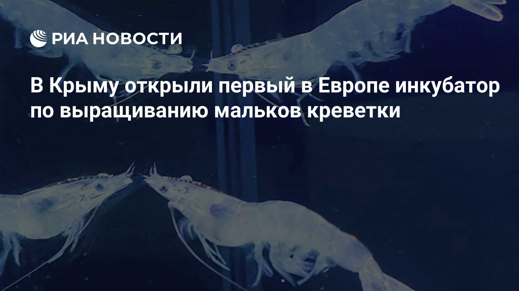 В Крыму открыли первый в Европе инкубатор по выращиванию мальков креветки -  РИА Новости, 08.07.2020