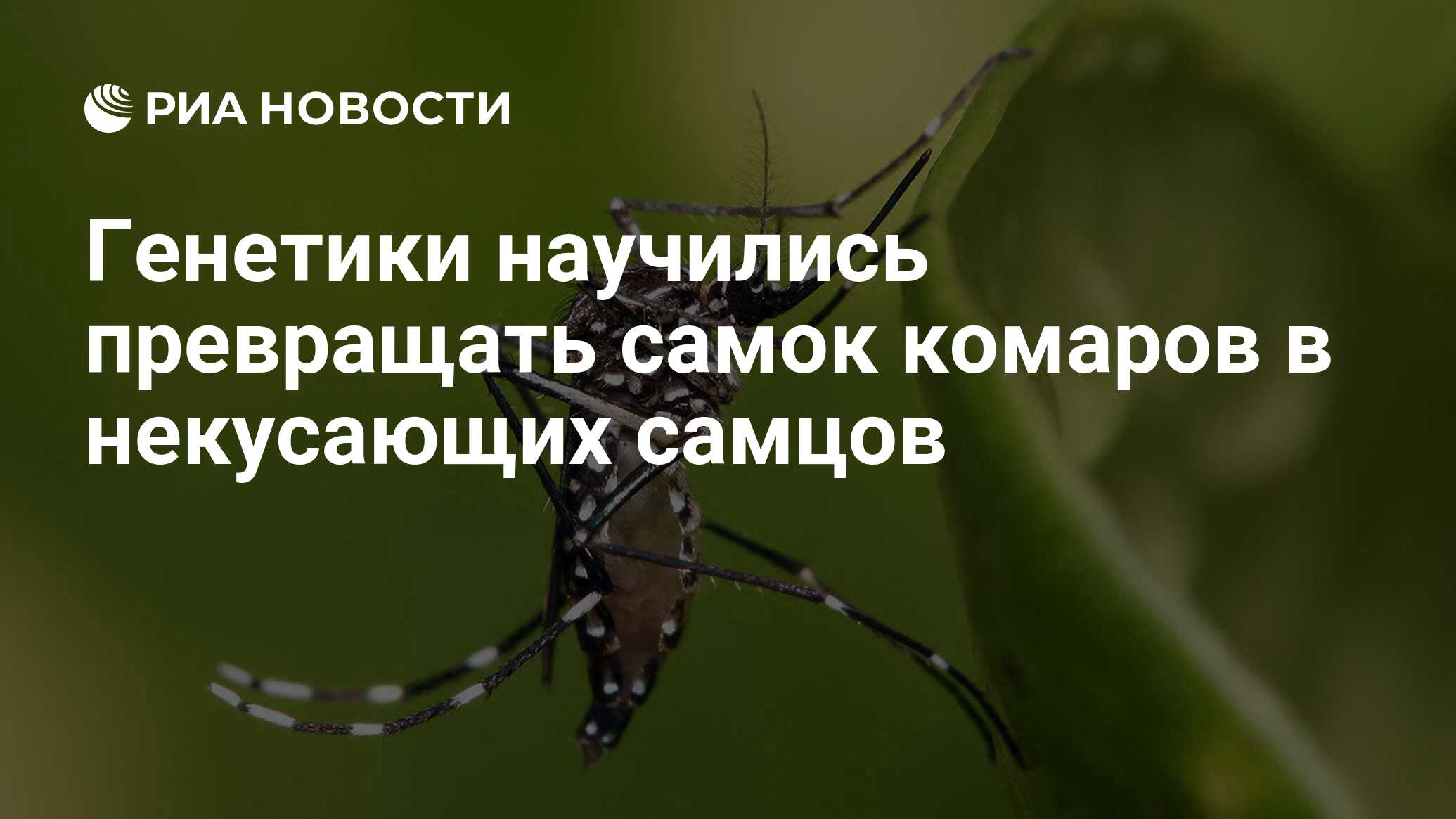 Генетики научились превращать самок комаров в некусающих самцов - РИА  Новости, 15.07.2020