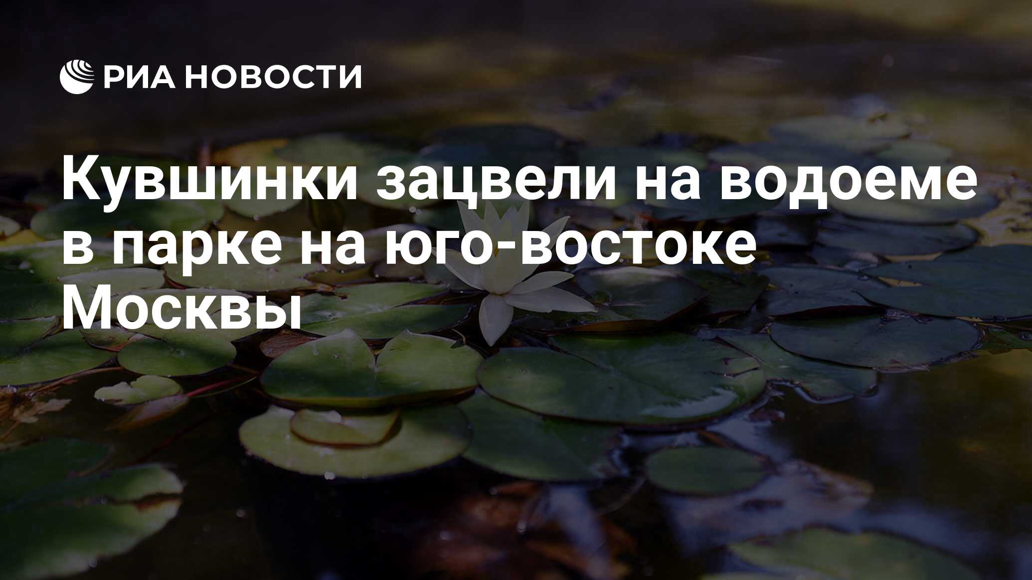 Кувшинки зацвели на водоеме в парке на юго-востоке Москвы - РИА Новости,  15.07.2020