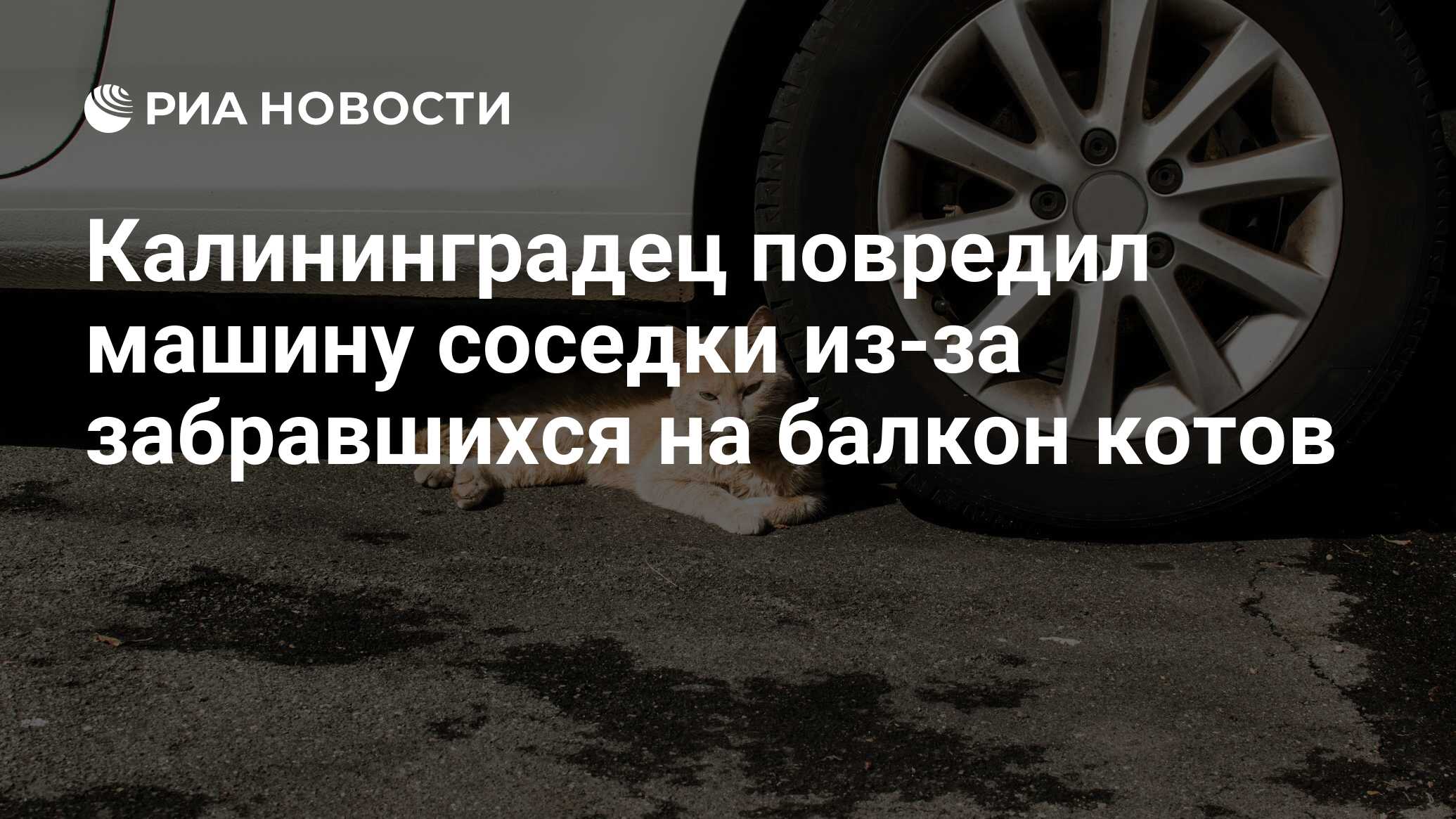 Калининградец повредил машину соседки из-за забравшихся на балкон котов -  РИА Новости, 24.07.2020