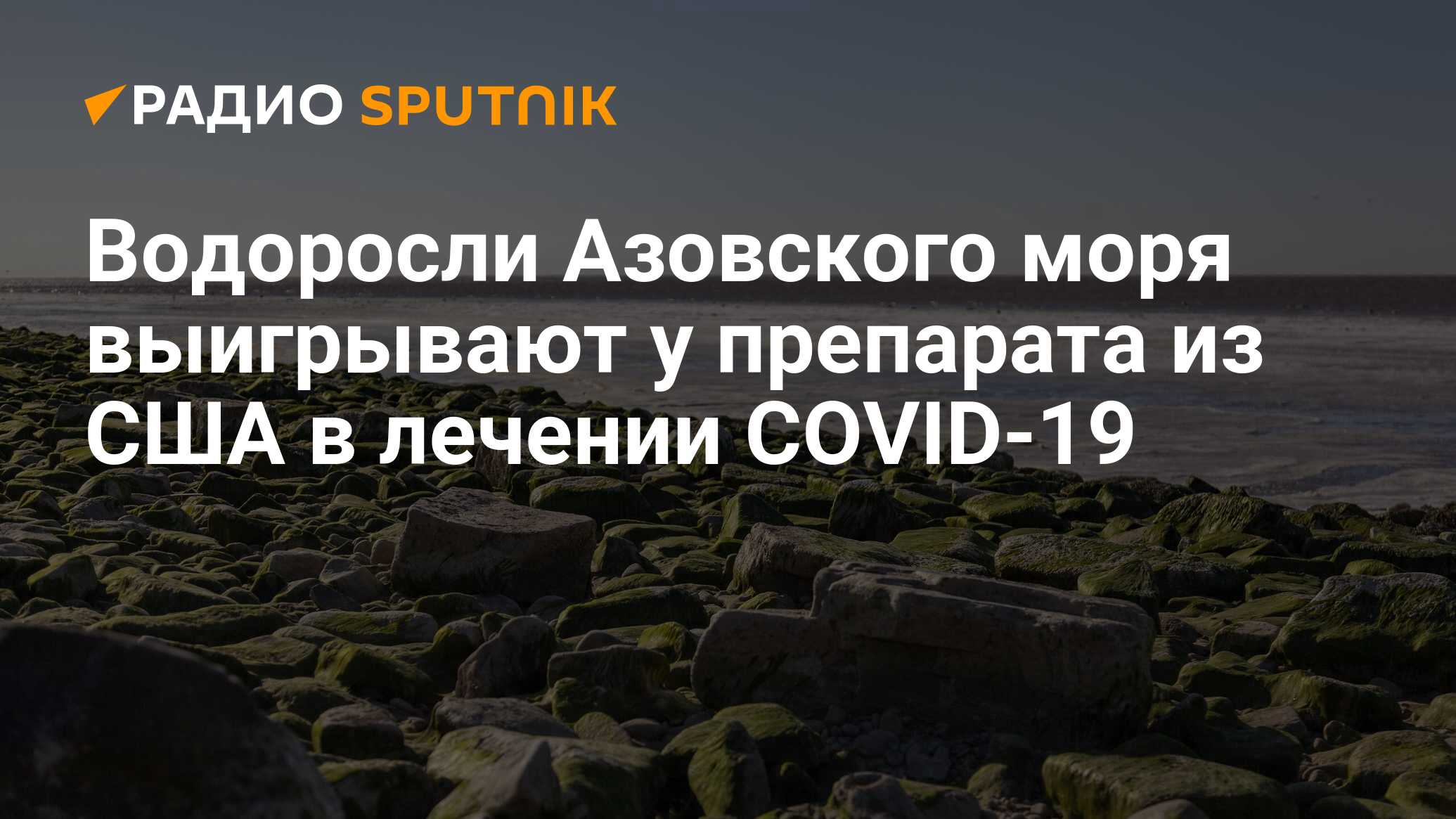 Водоросли вдоль азовского моря. Водоросли Азовского моря. Водоросли Азовского моря сообщение. Морская капуста Азовского моря. Сколько видов водорослей отмечено в Азовском море.