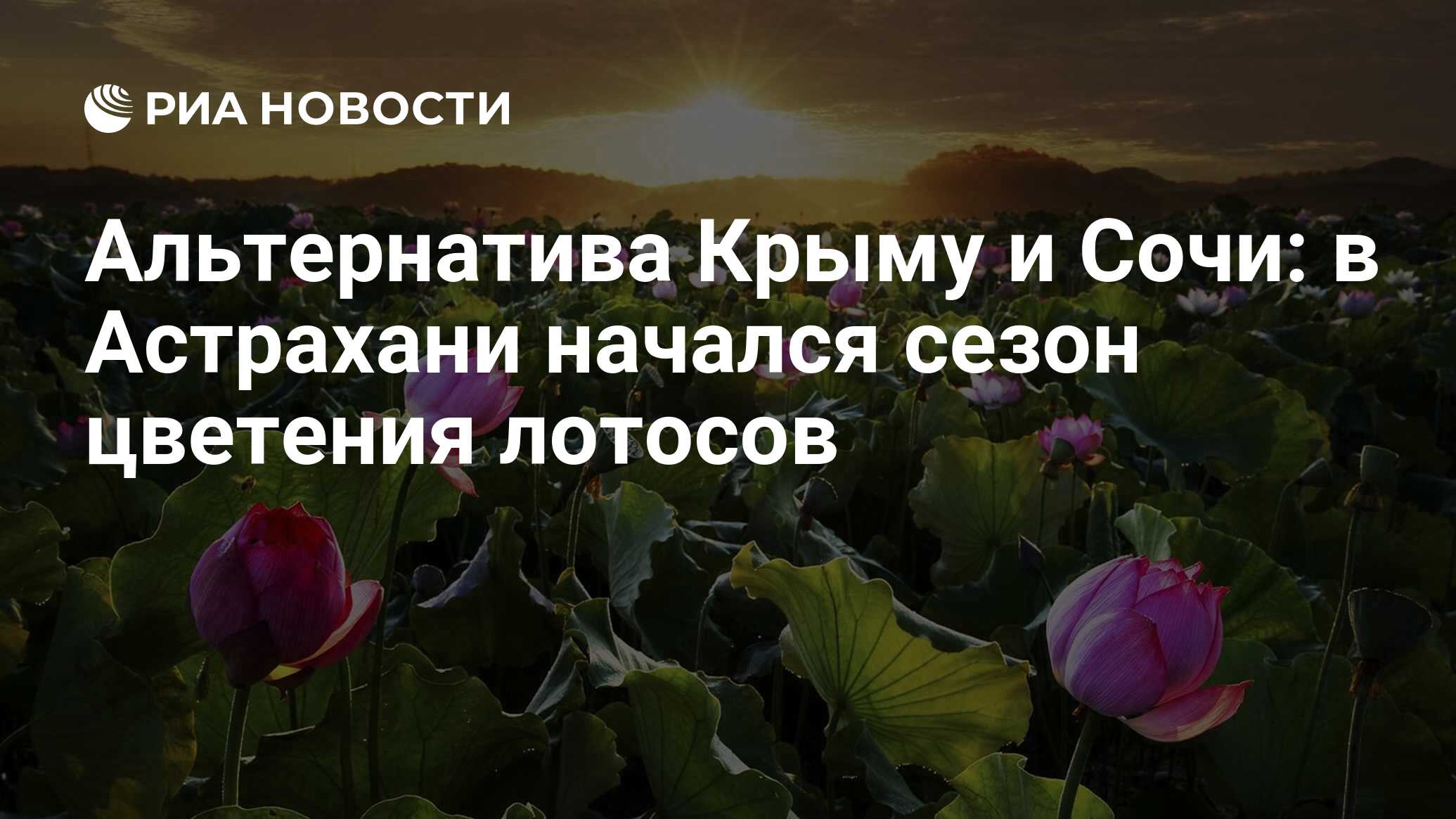 Альтернатива Крыму и Сочи: в Астрахани начался сезон цветения лотосов - РИА  Новости, 04.08.2020