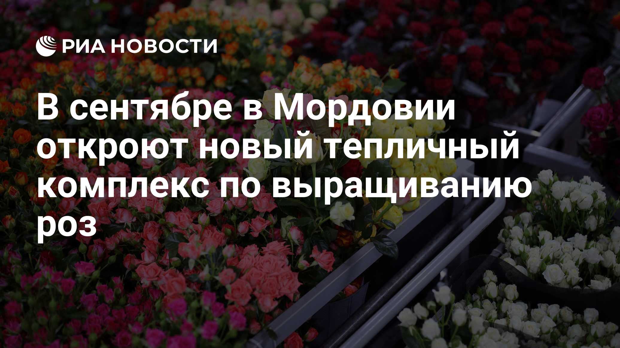 В сентябре в Мордовии откроют новый тепличный комплекс по выращиванию роз -  РИА Новости, 06.08.2020