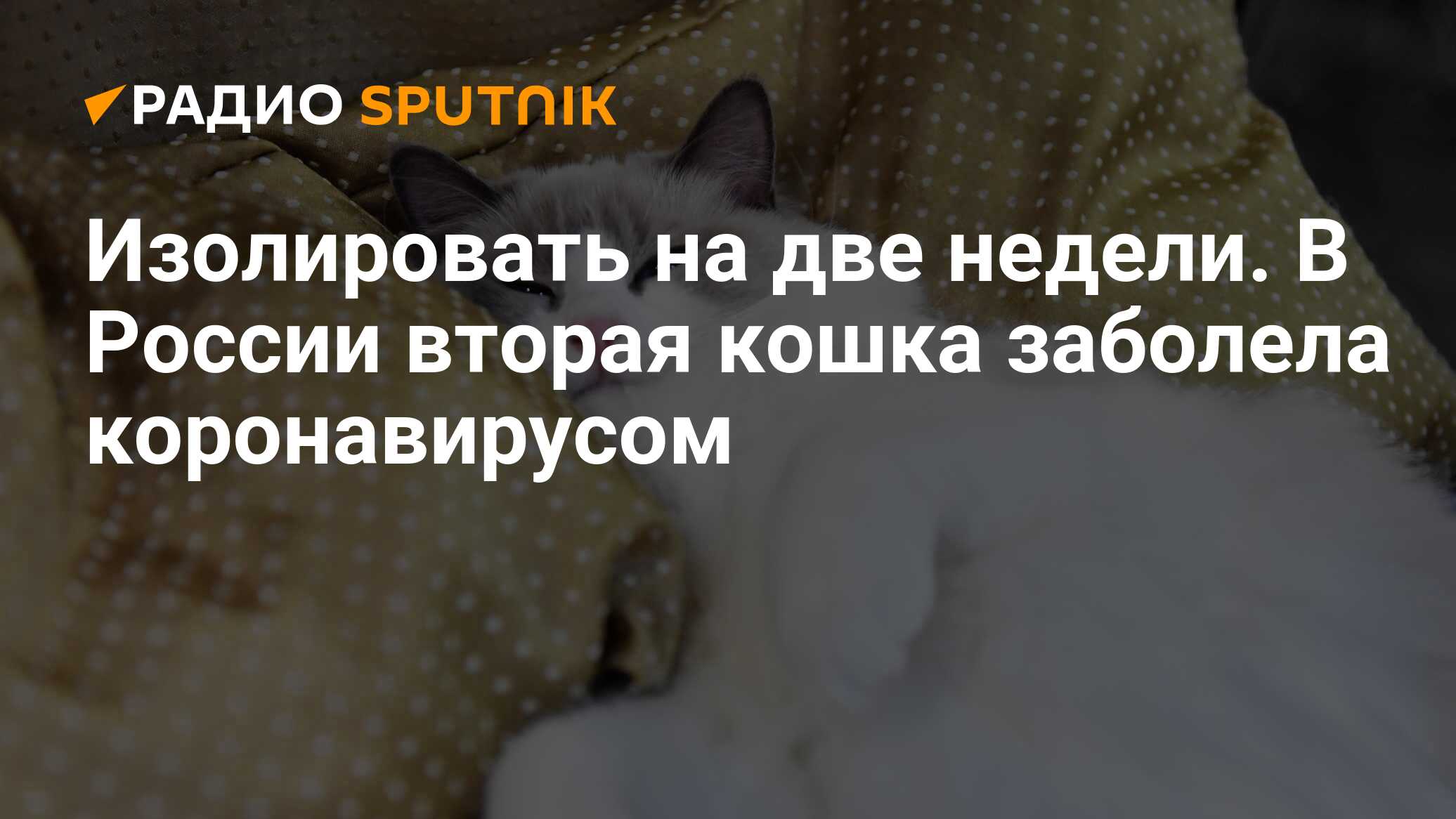 Сонник больной котенок