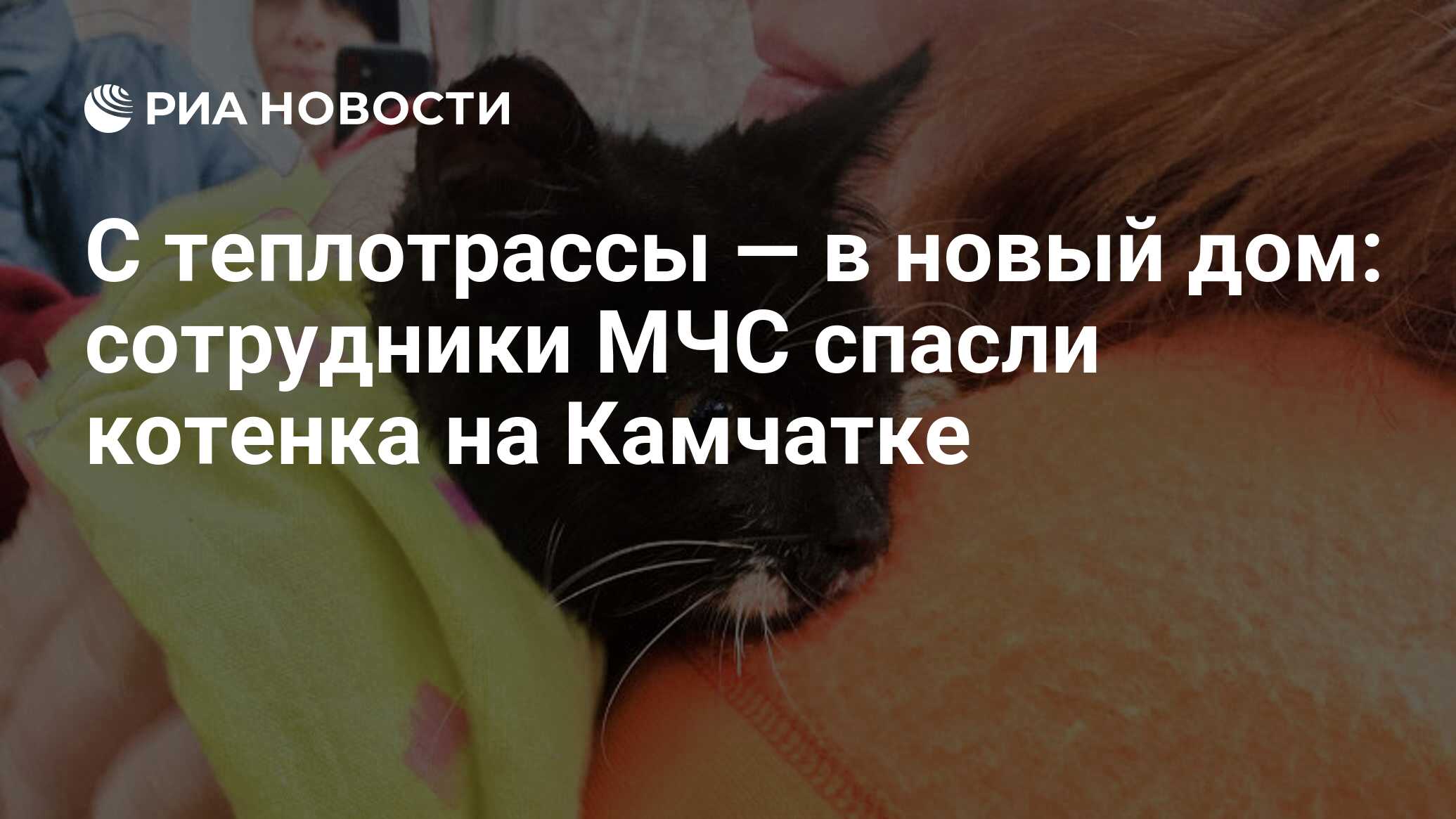 С теплотрассы — в новый дом: сотрудники МЧС спасли котенка на Камчатке -  РИА Новости, 21.08.2020