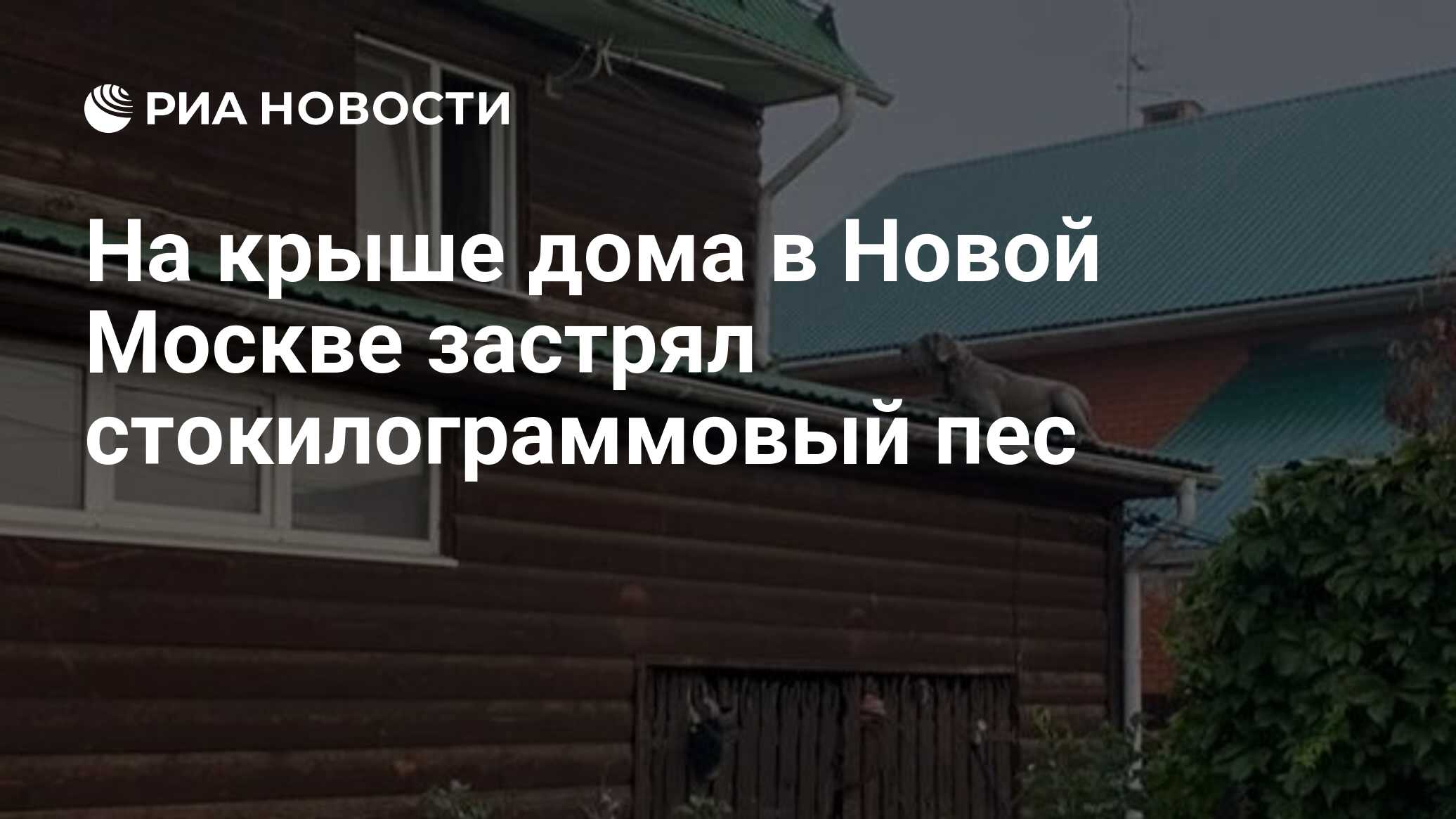 На крыше дома в Новой Москве застрял стокилограммовый пес - РИА Новости,  25.08.2020