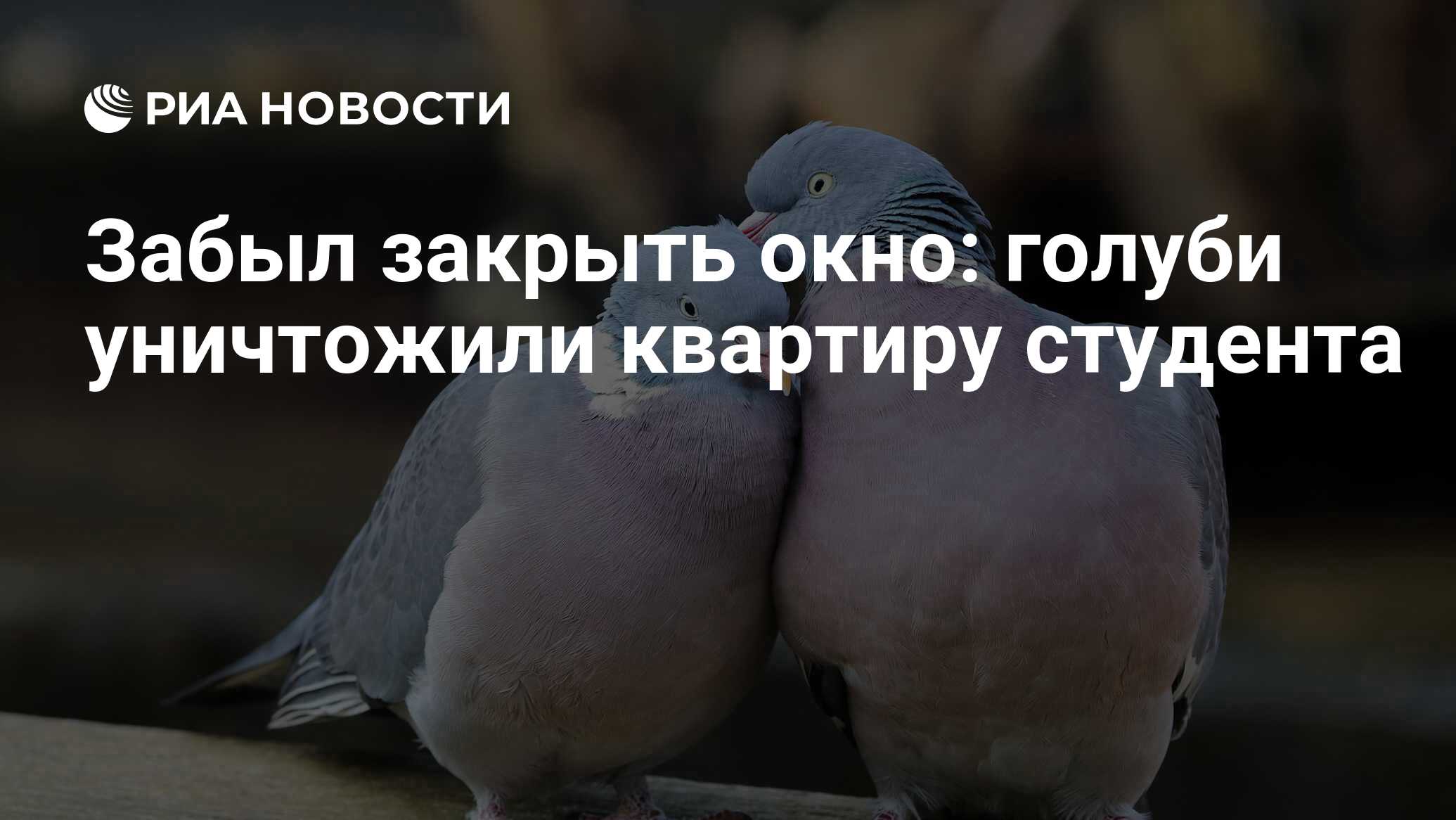 Забыл закрыть окно: голуби уничтожили квартиру студента - РИА Новости,  04.09.2020