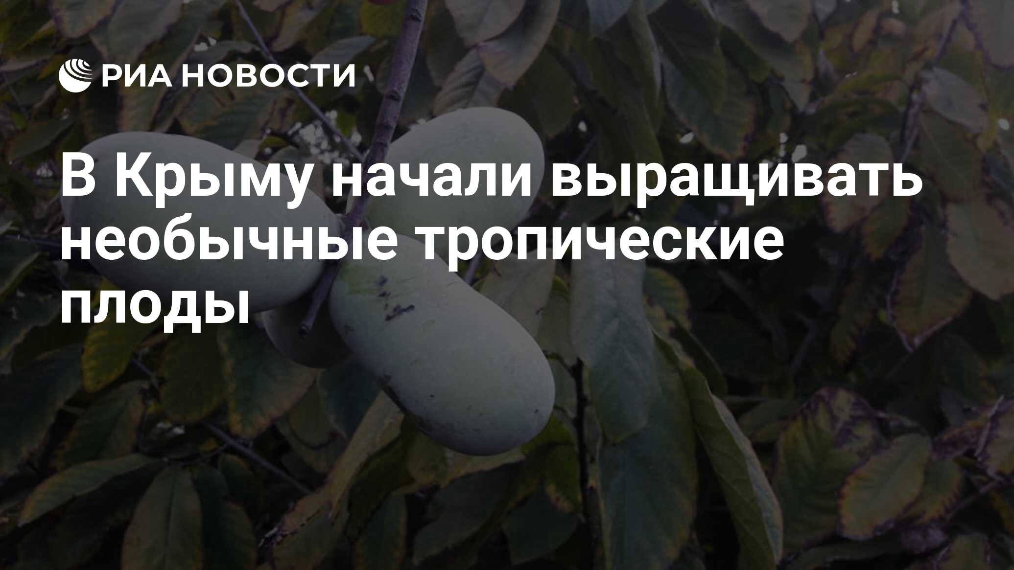 В Крыму начали выращивать необычные тропические плоды - РИА Новости,  13.09.2020