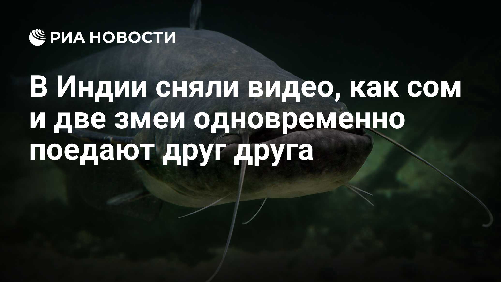 В Индии сняли видео, как сом и две змеи одновременно поедают друг друга -  РИА Новости, 13.09.2020