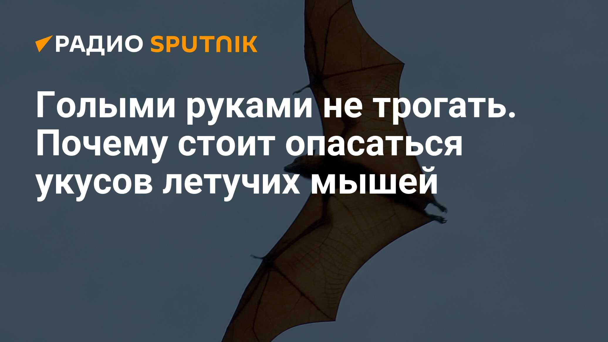 Голыми руками не трогать. Почему стоит опасаться укусов летучих мышей -  Радио Sputnik, 15.09.2020