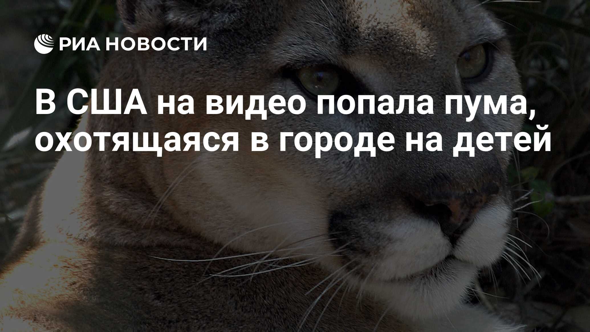 В США на видео попала пума, охотящаяся в городе на детей - РИА Новости,  25.09.2020