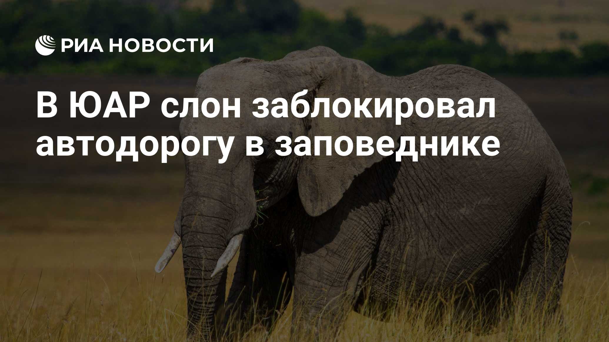 5 слоник. Заповедник африканского слона. Африканский слон Николая II. Пять слонов или пятеро слонов. Слоник заблокирована.