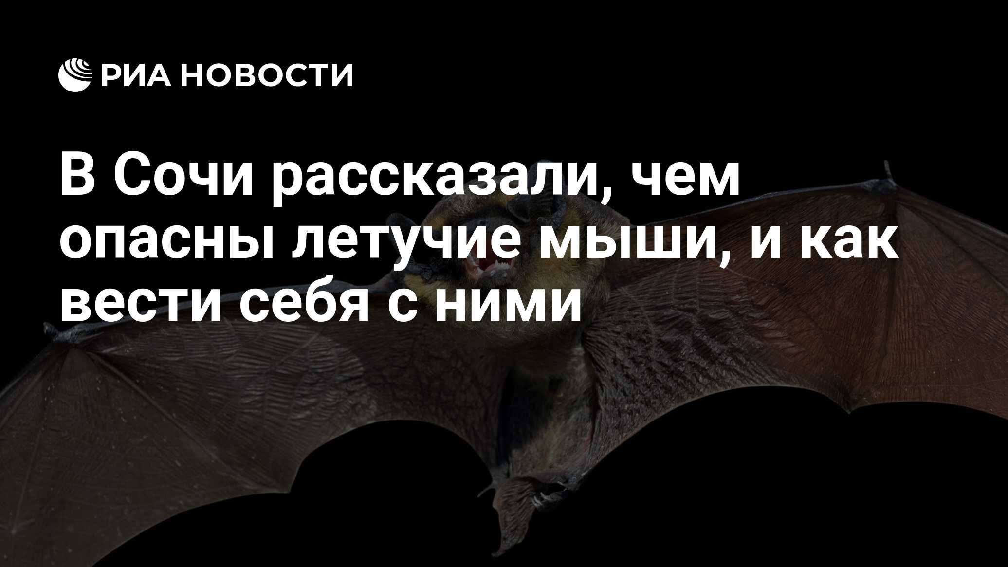 В Сочи рассказали, чем опасны летучие мыши, и как вести себя с ними - РИА  Новости, 04.10.2020