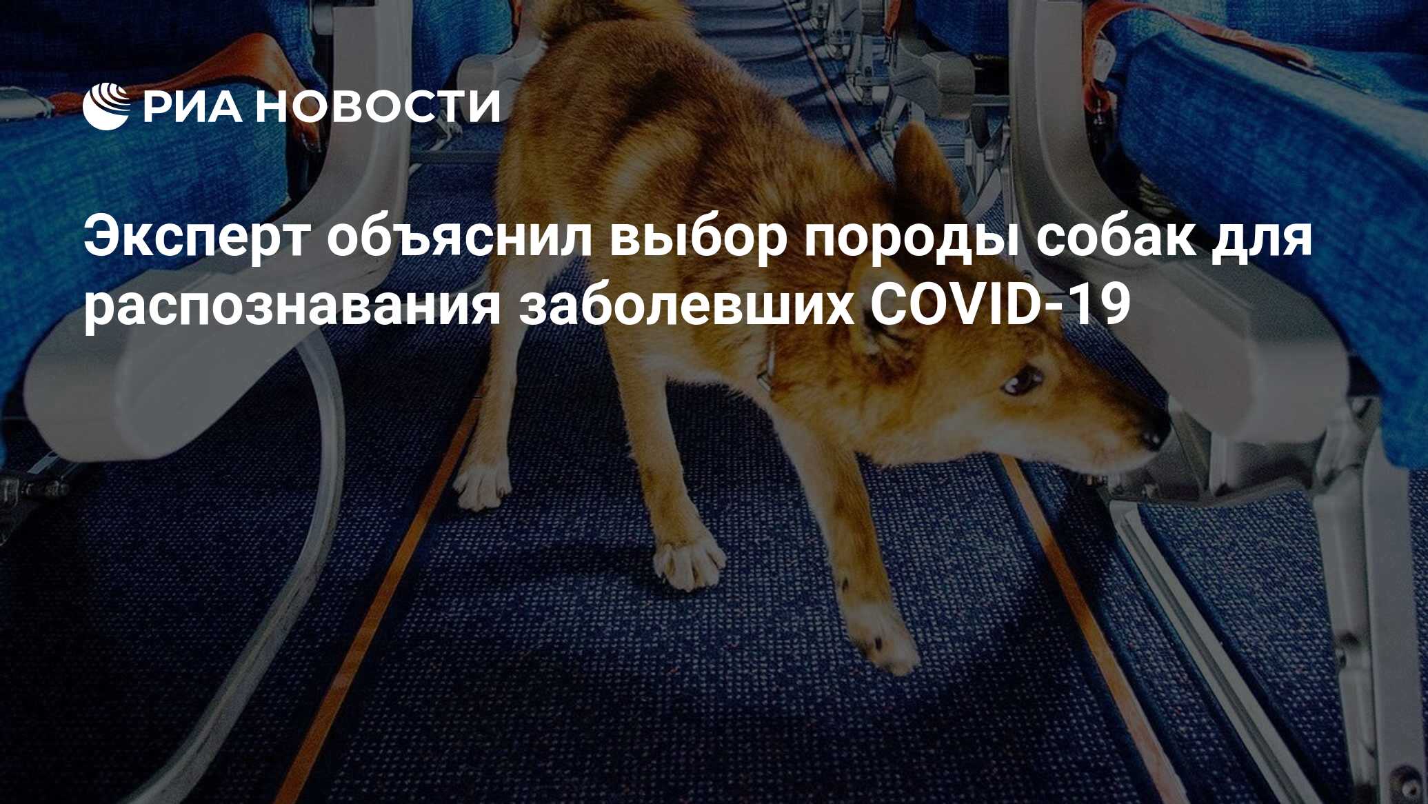 Эксперт объяснил выбор породы собак для распознавания заболевших COVID-19 -  РИА Новости, 02.10.2020