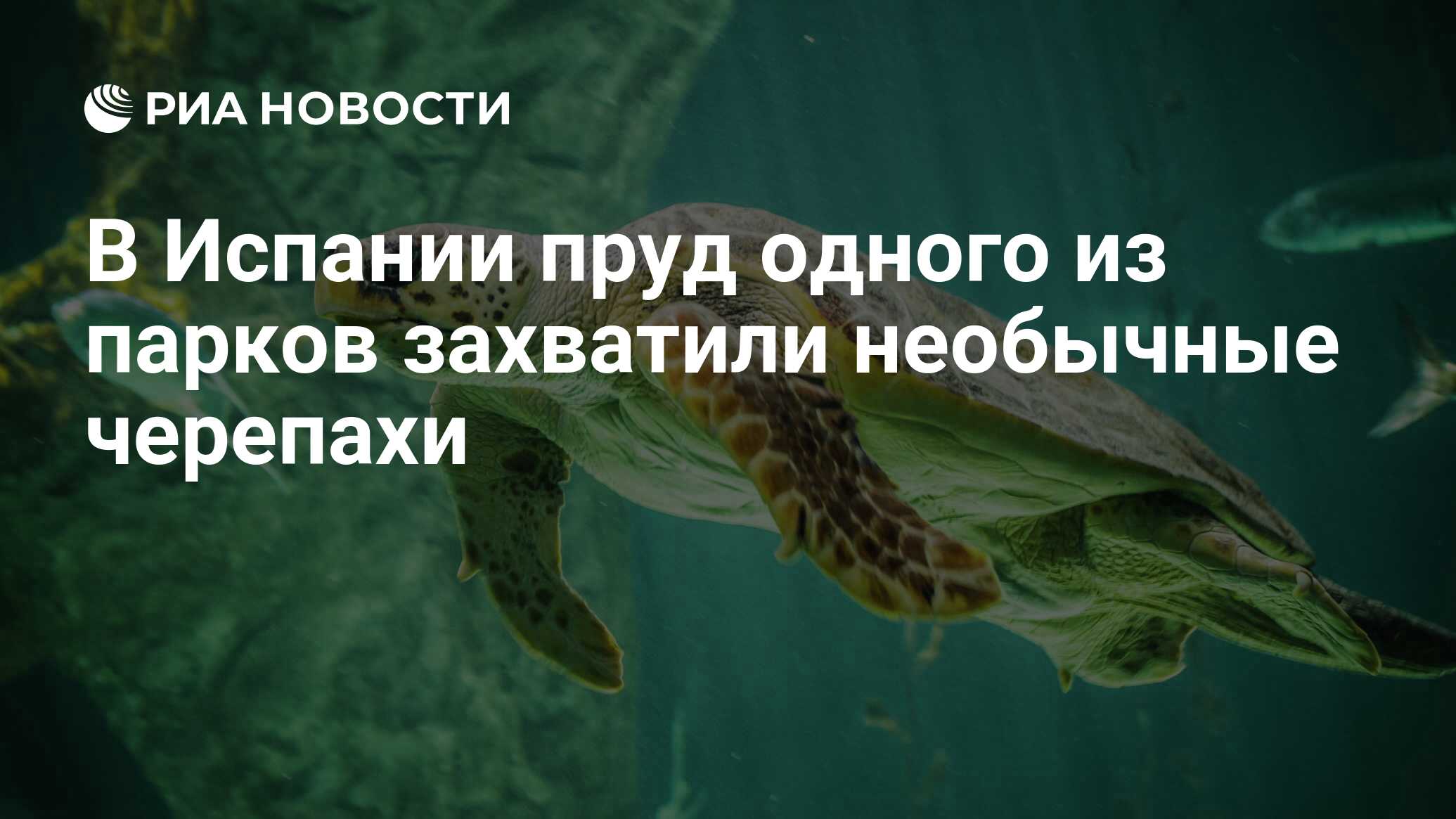 В Испании пруд одного из парков захватили необычные черепахи - РИА Новости,  09.10.2020