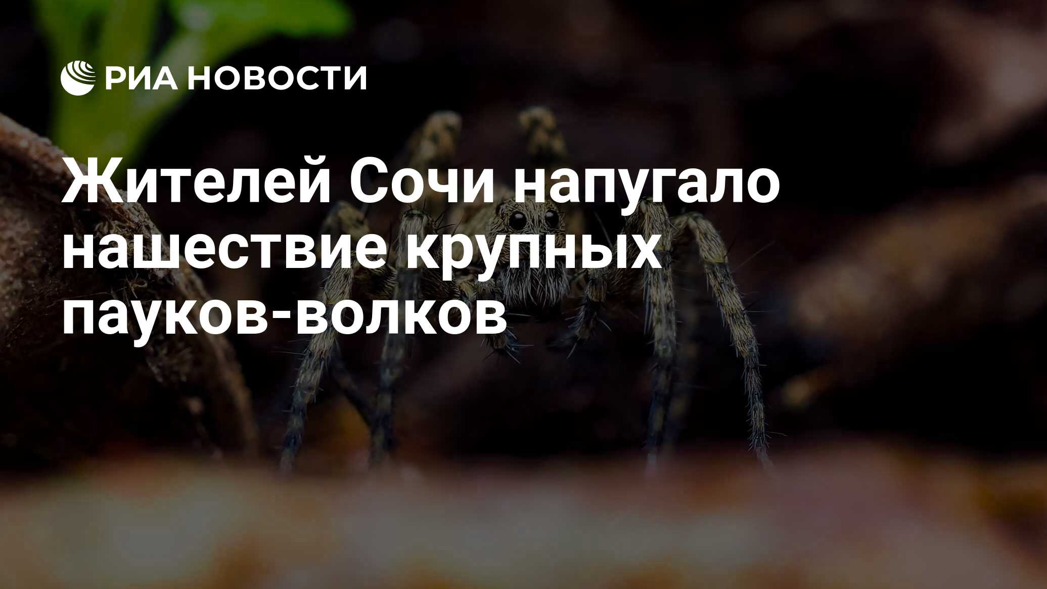 Жителей Сочи напугало нашествие крупных пауков-волков - РИА Новости,  12.10.2020