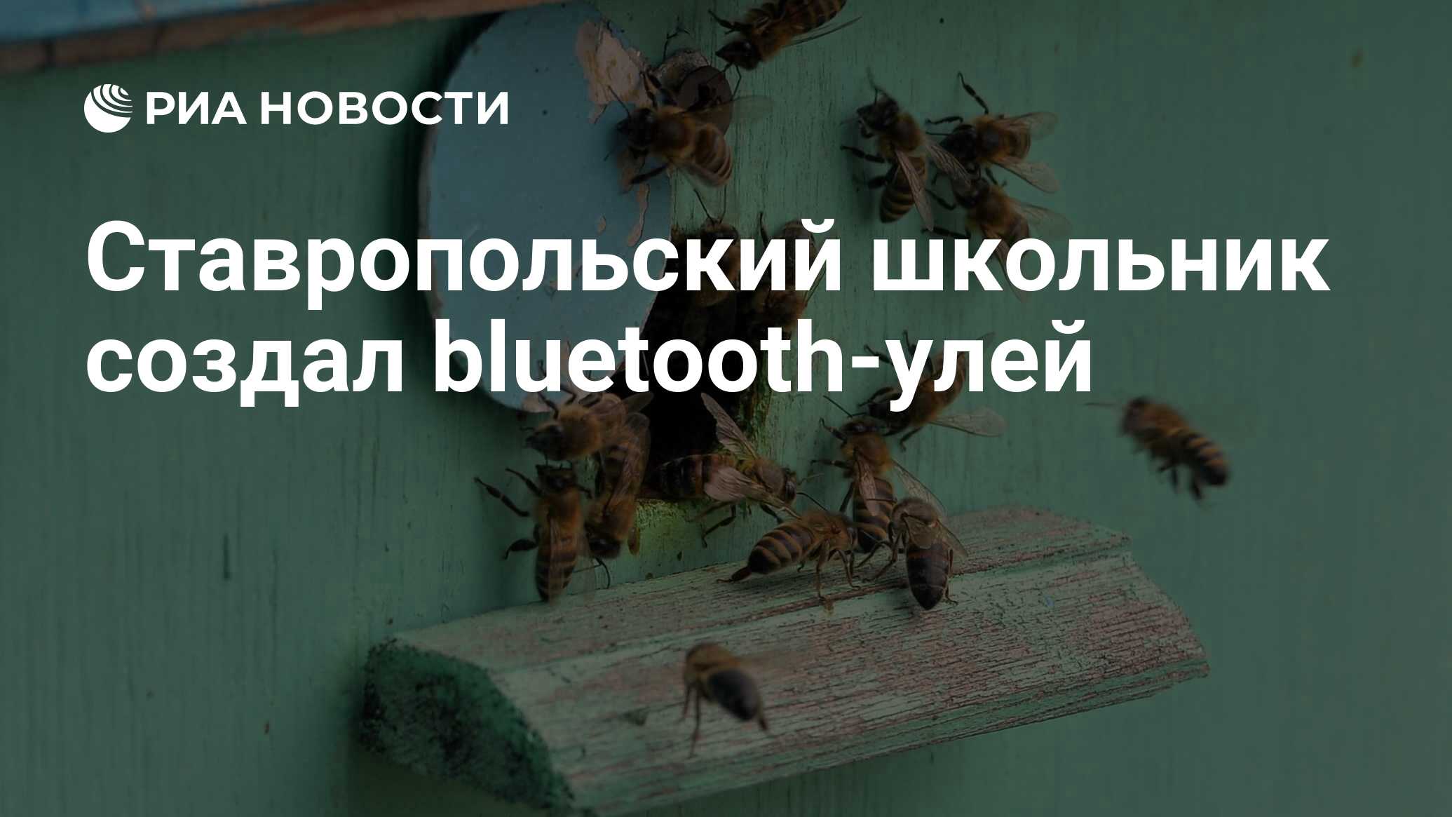 Ставропольский школьник создал bluetooth-улей - РИА Новости, 19.10.2020