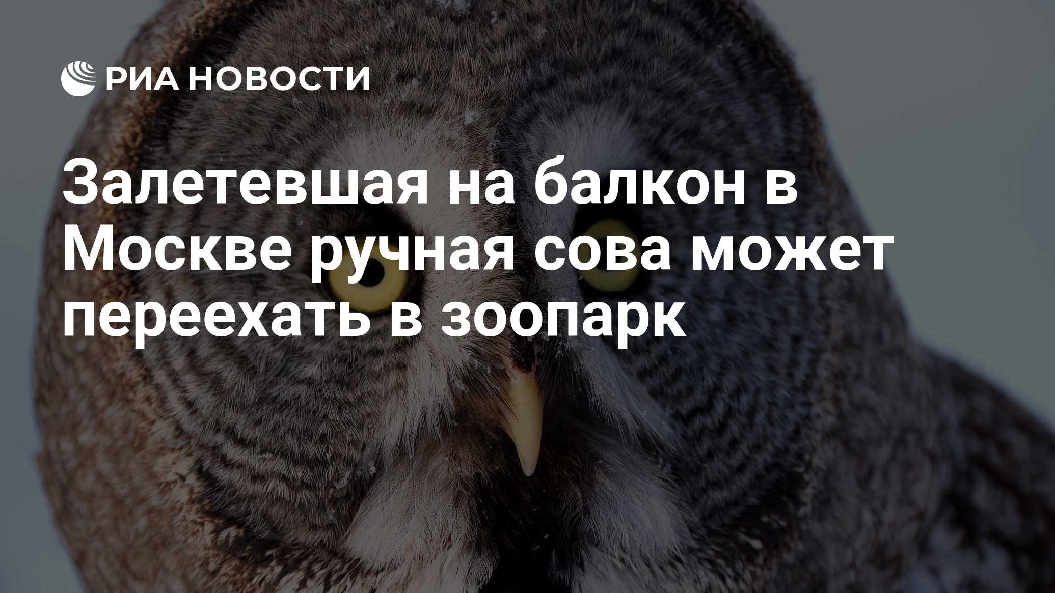 Залетевшая на балкон в Москве ручная сова может переехать в зоопарк - РИА  Новости, 26.10.2020